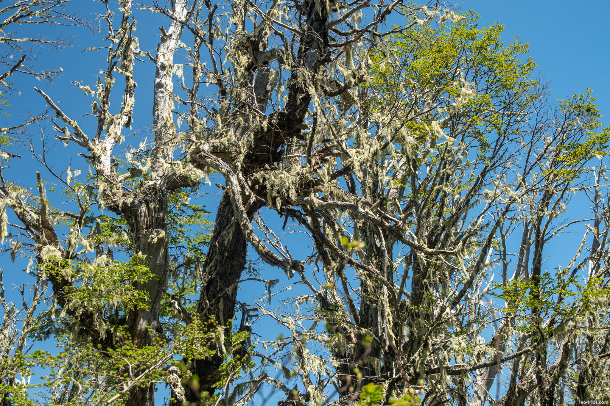 barba de viejo lichen closeup cerro otto trail