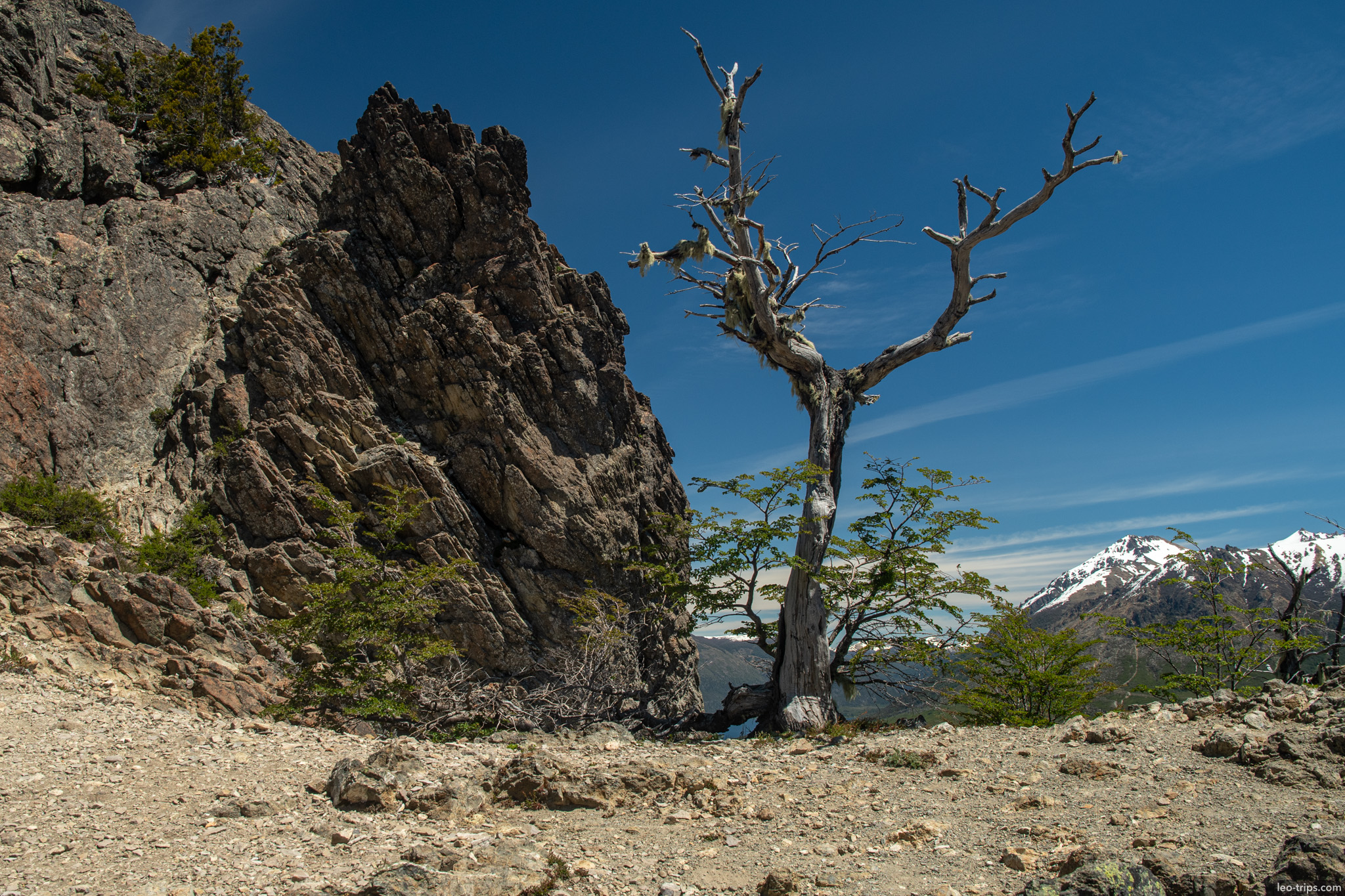 dead tree rocky ridge snow peak view cerro otto trail