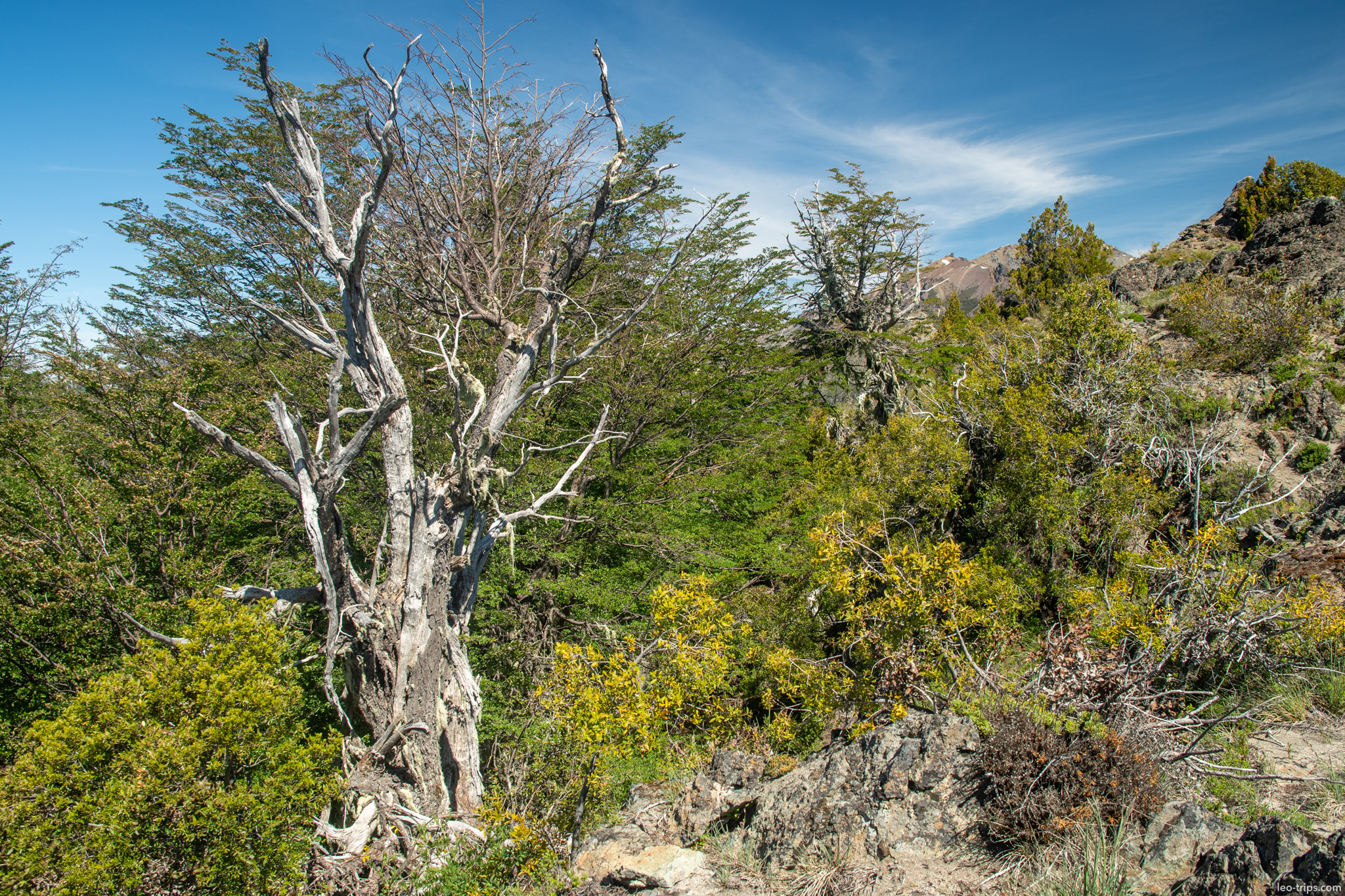 dead tree yellow shrub hillside cerro otto trail