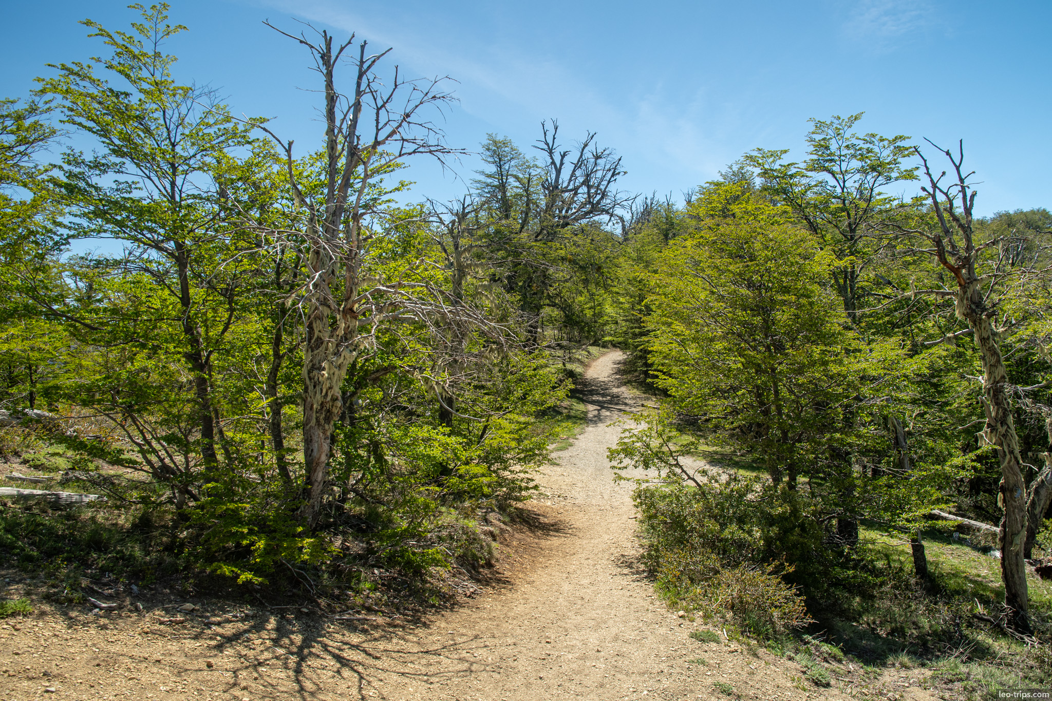 forest trail dead trees path cerro otto trail