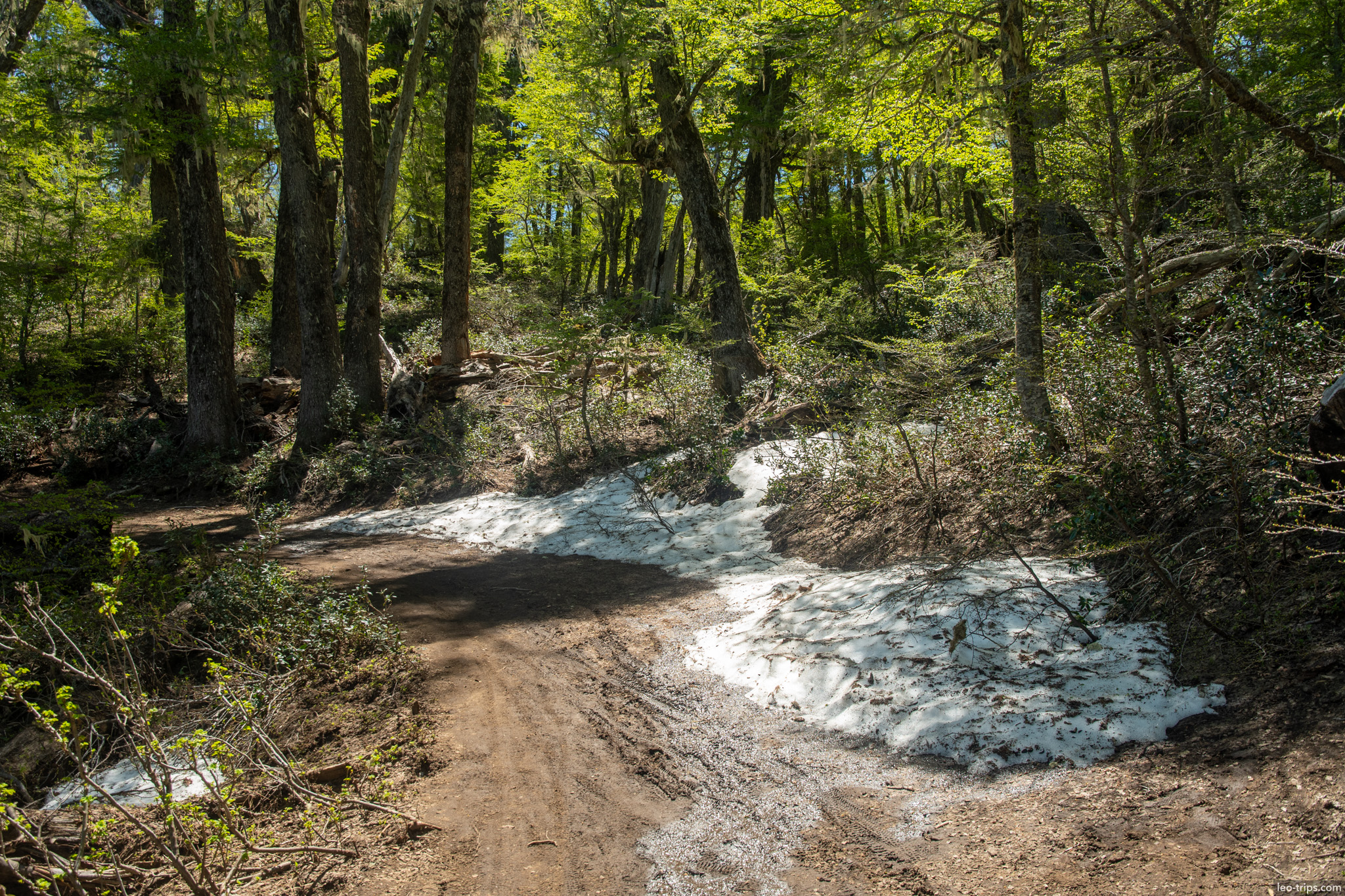 forest trail melting snow patches cerro otto trail