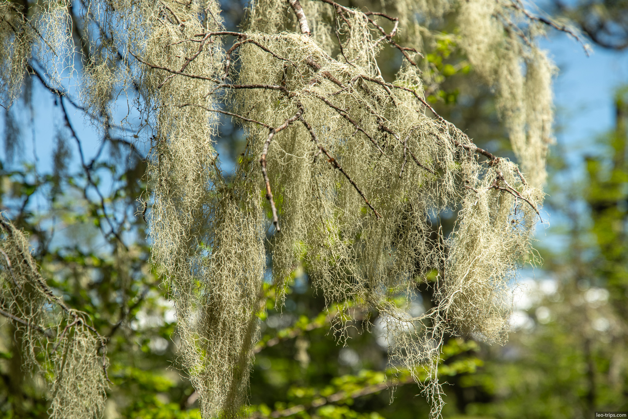 hanging lichen branch detail cerro otto trail
