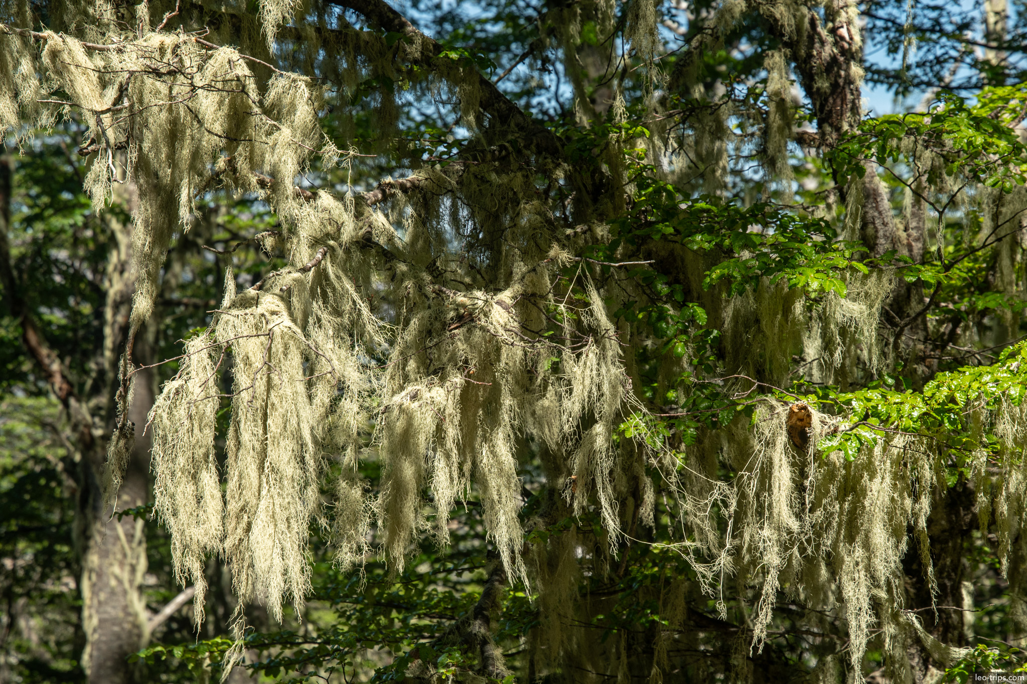 hanging lichen forest canopy cerro otto trail