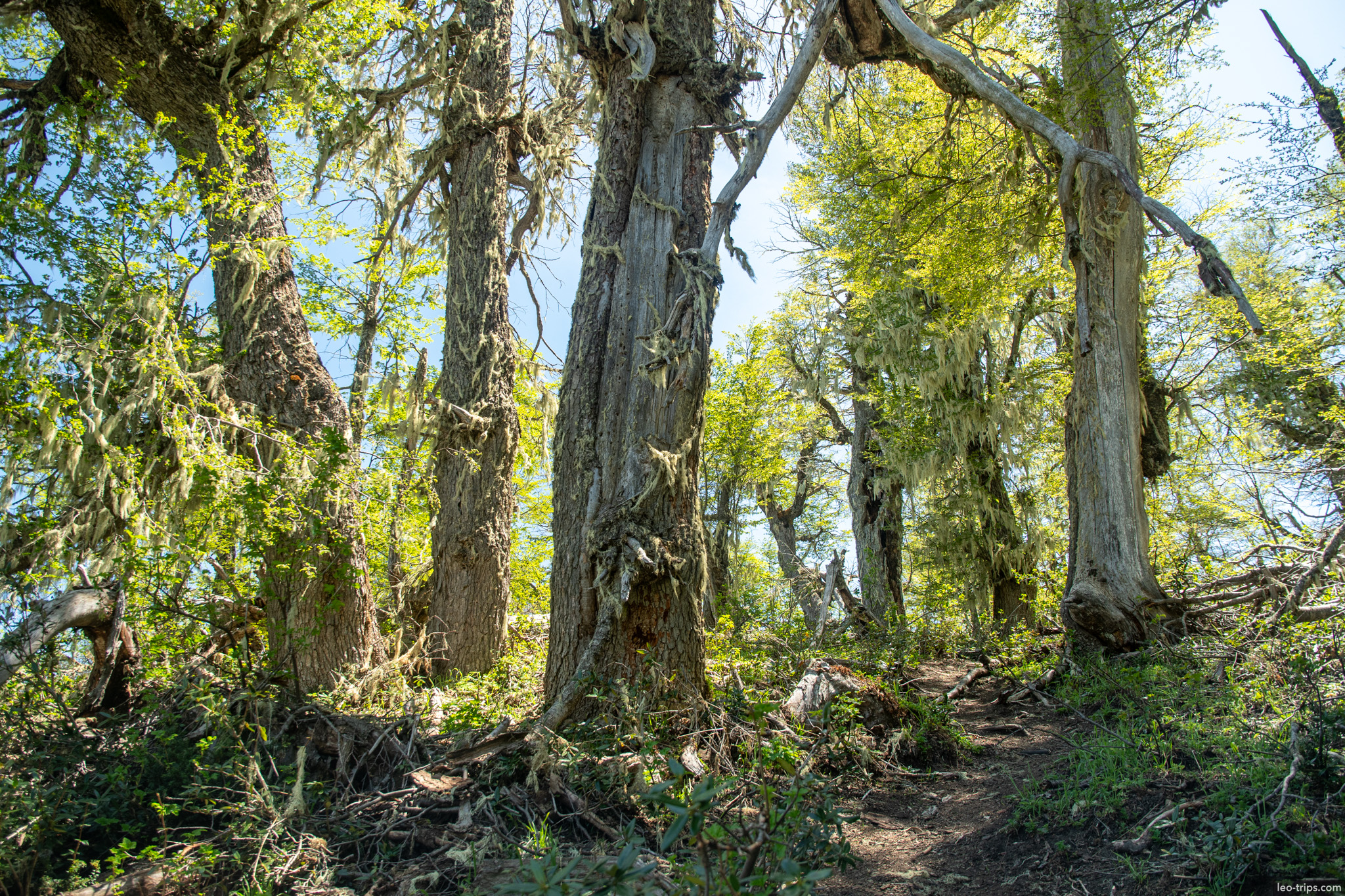 old lenga forest hanging moss cerro otto trail