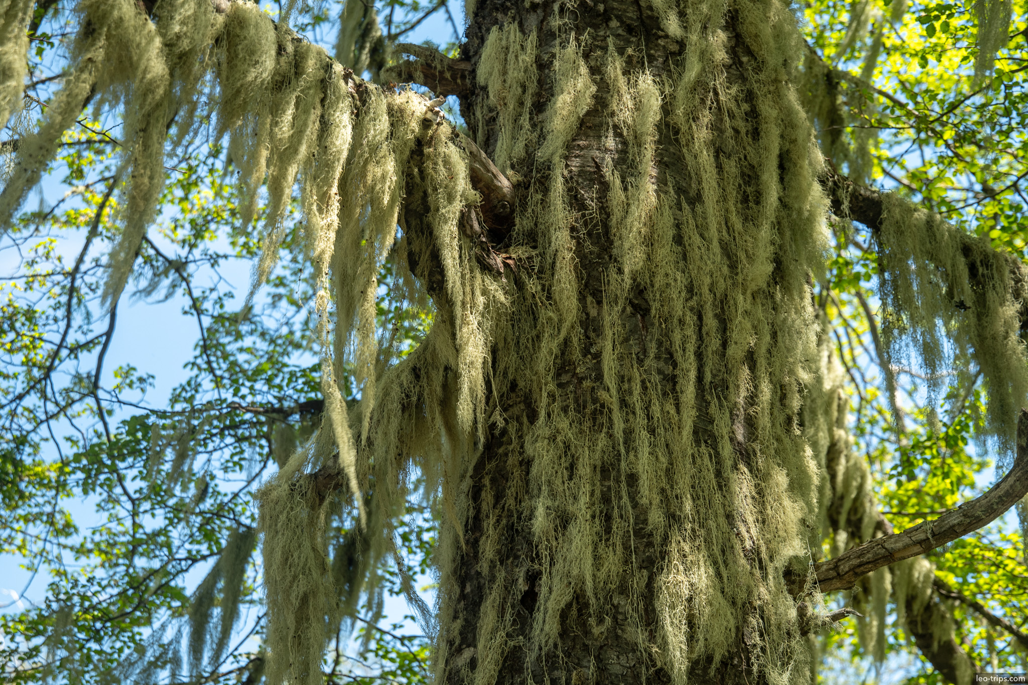 old mans beard lichen tree trunk cerro otto trail