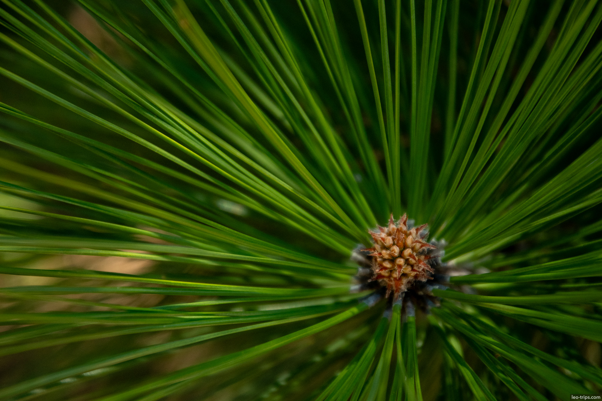 pine needle macro close up cerro otto trail