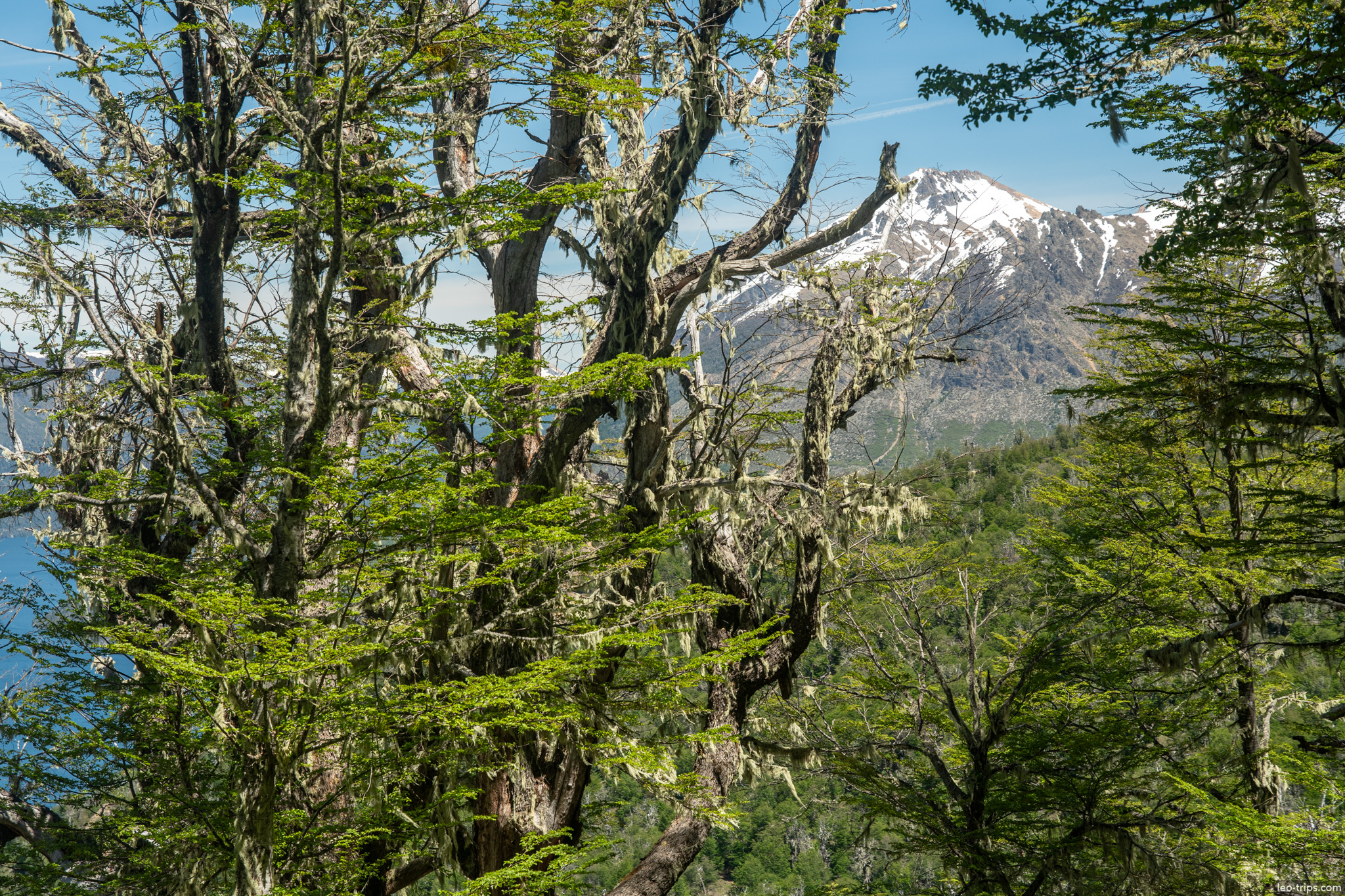 snow peak through lenga forest cerro otto trail
