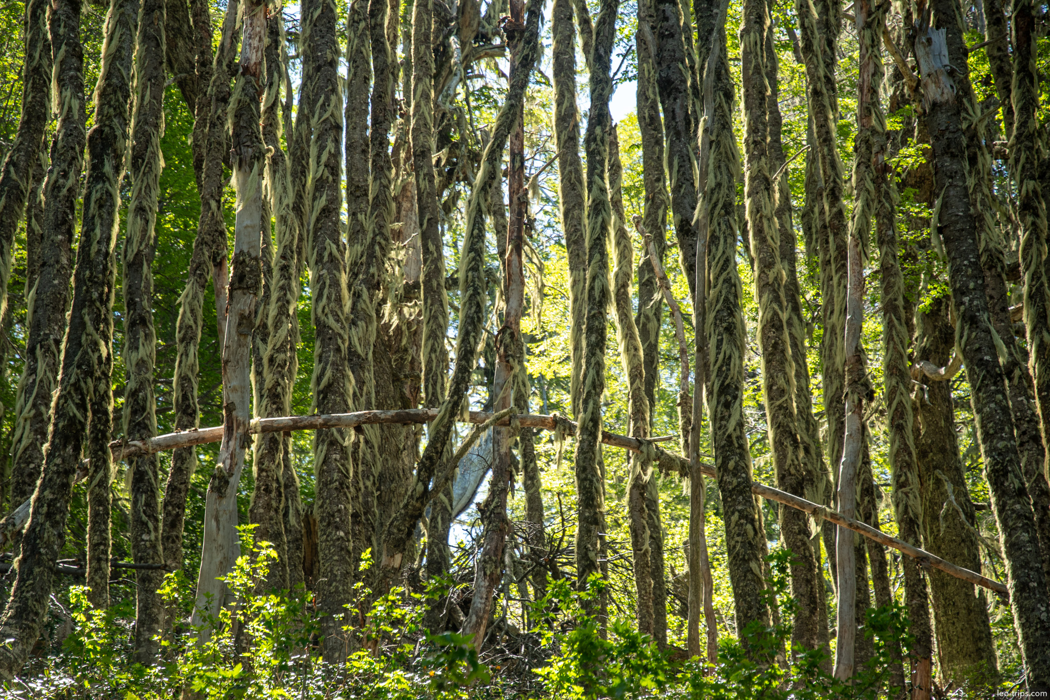 vertical tree trunks hanging lichen cerro otto trail