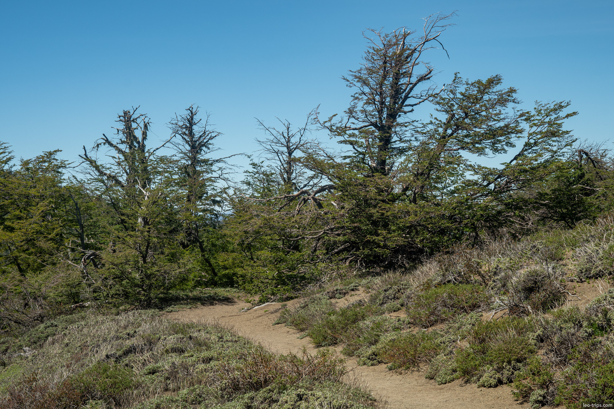 windswept trees hillside trail cerro otto trail