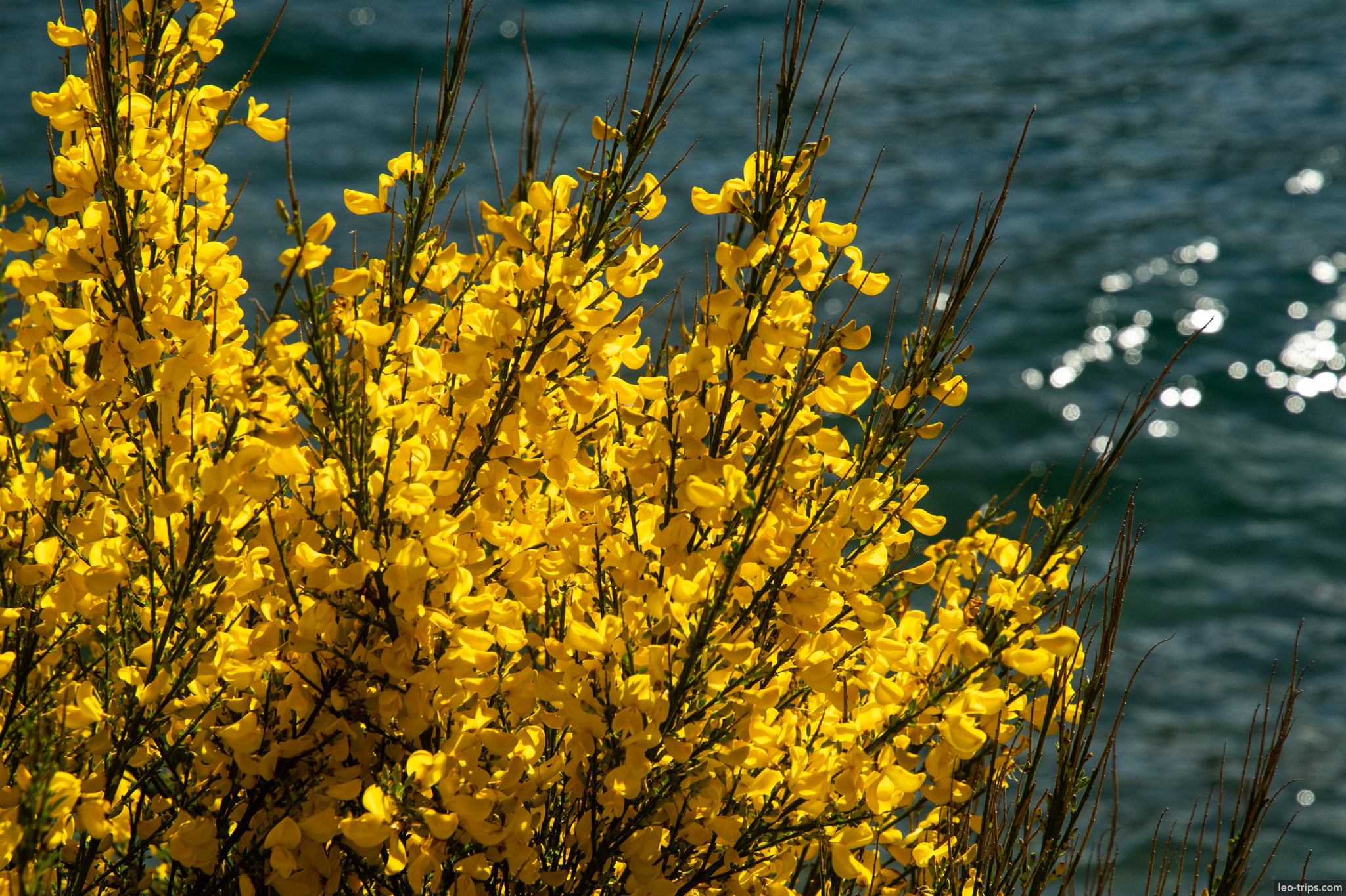 yellow broom flowers lake closeup cerro otto trail