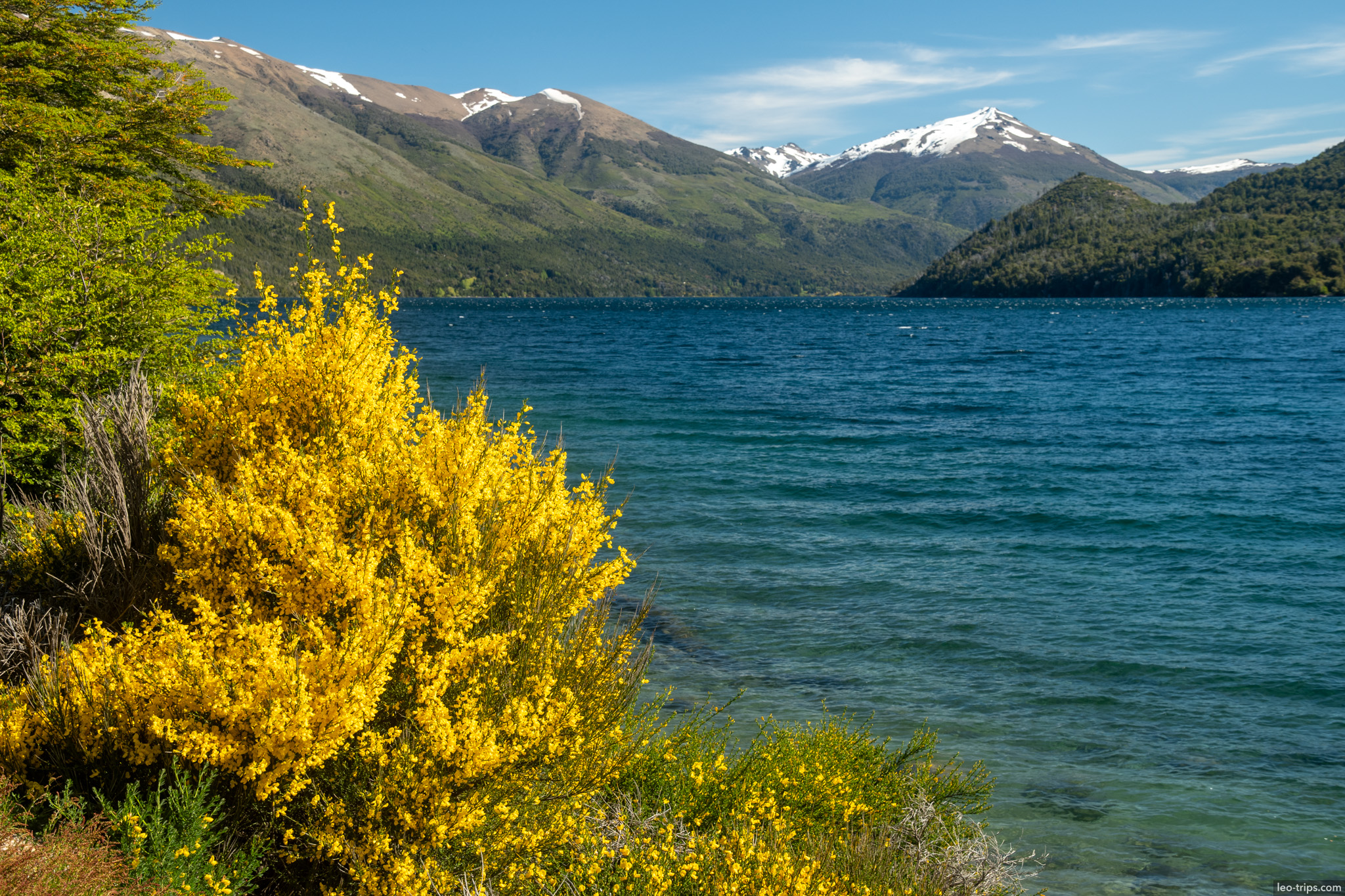 yellow flowering shrub lake mountains cerro otto trail