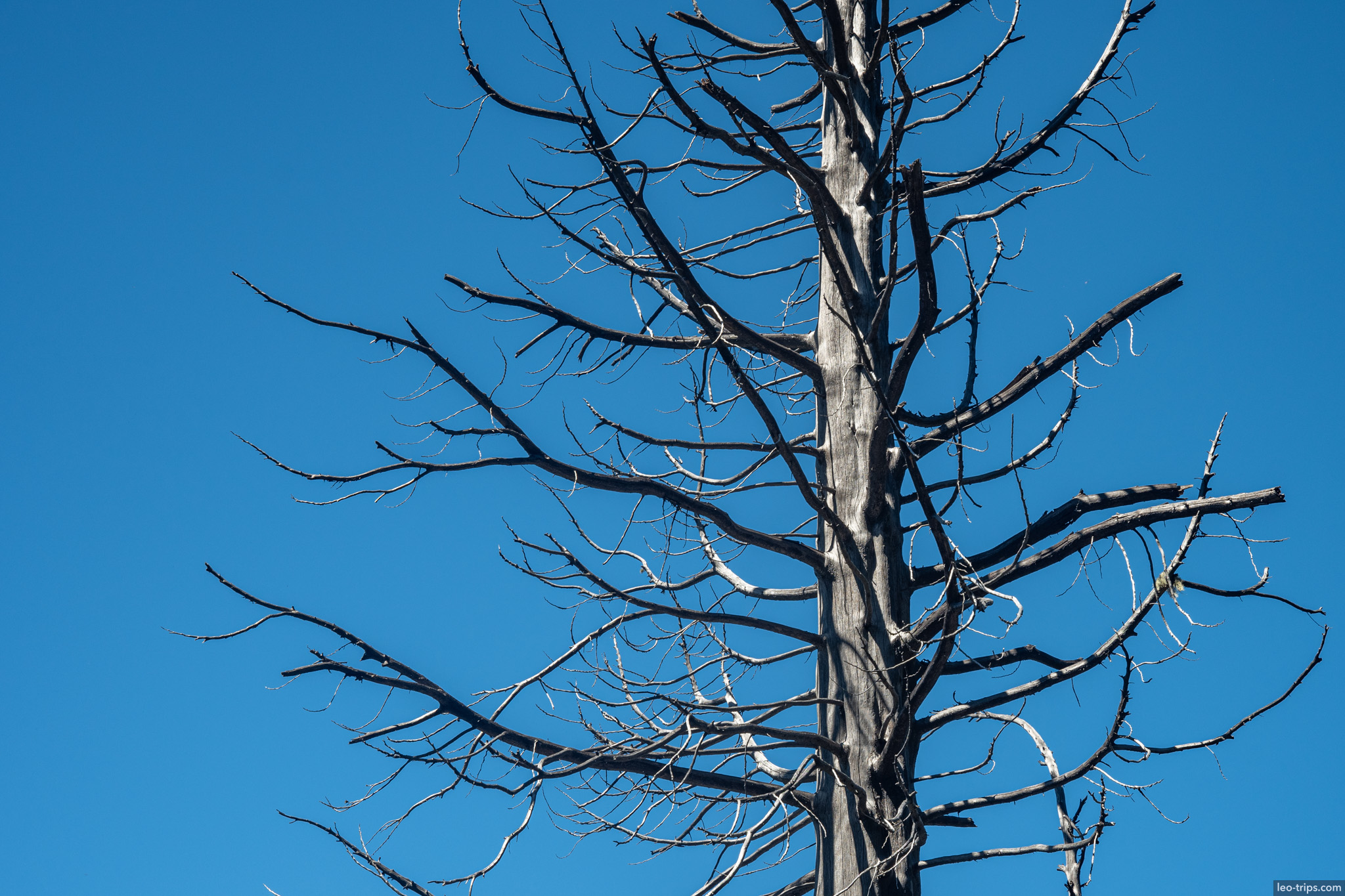 bare dead tree against blue sky frey refuge trail