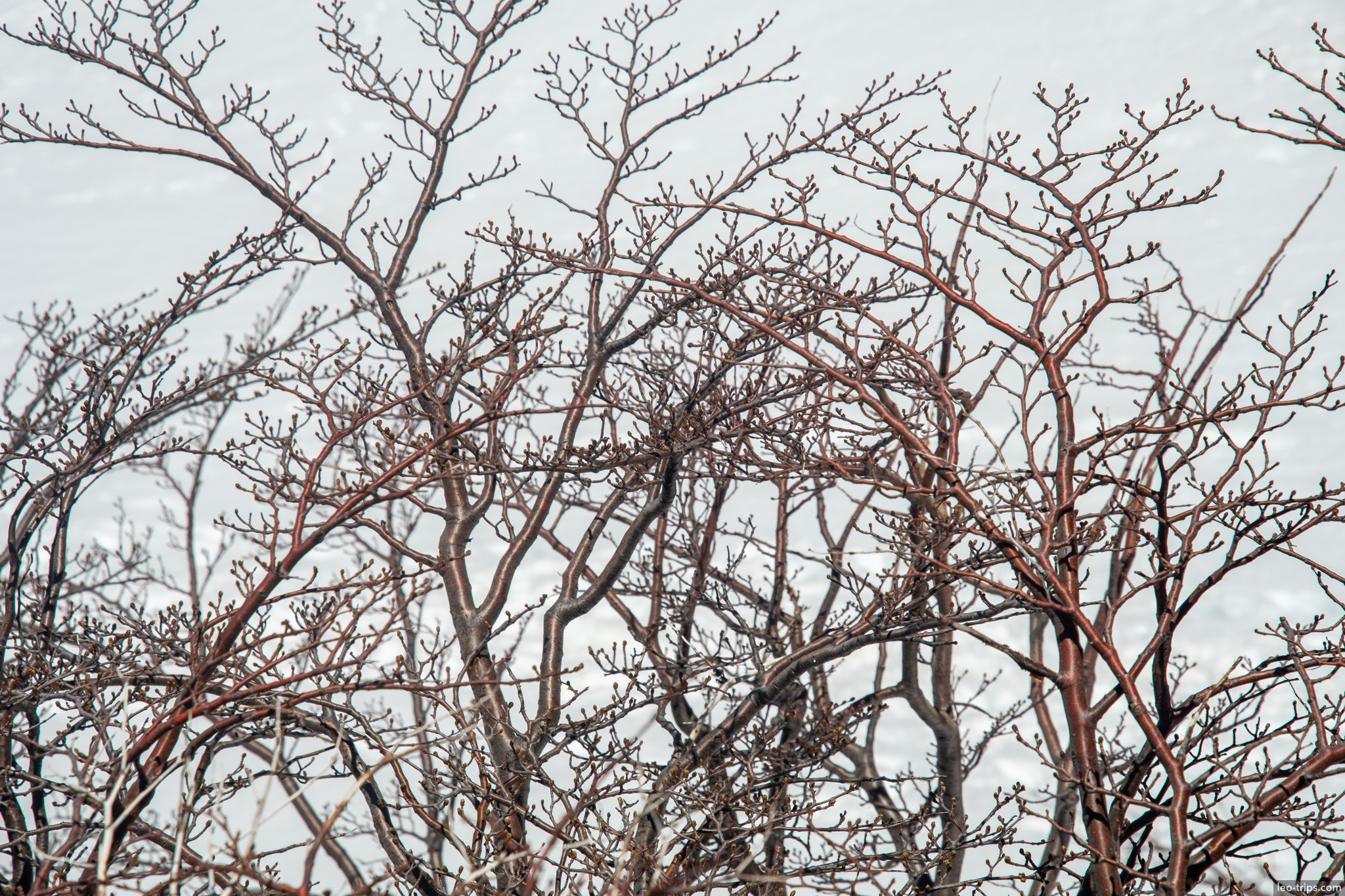 bare red branches against snow frey refuge trail