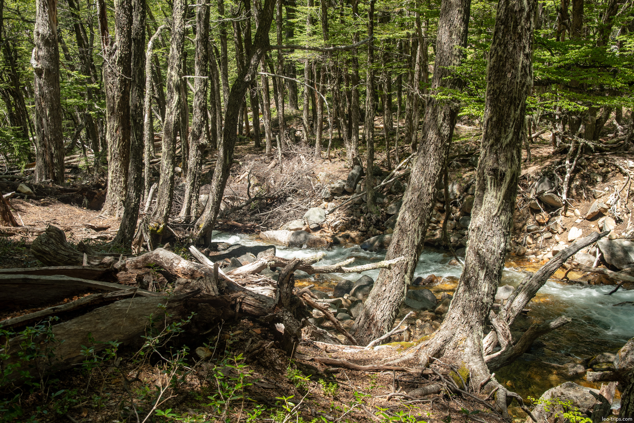 forest stream with fallen logs frey refuge trail