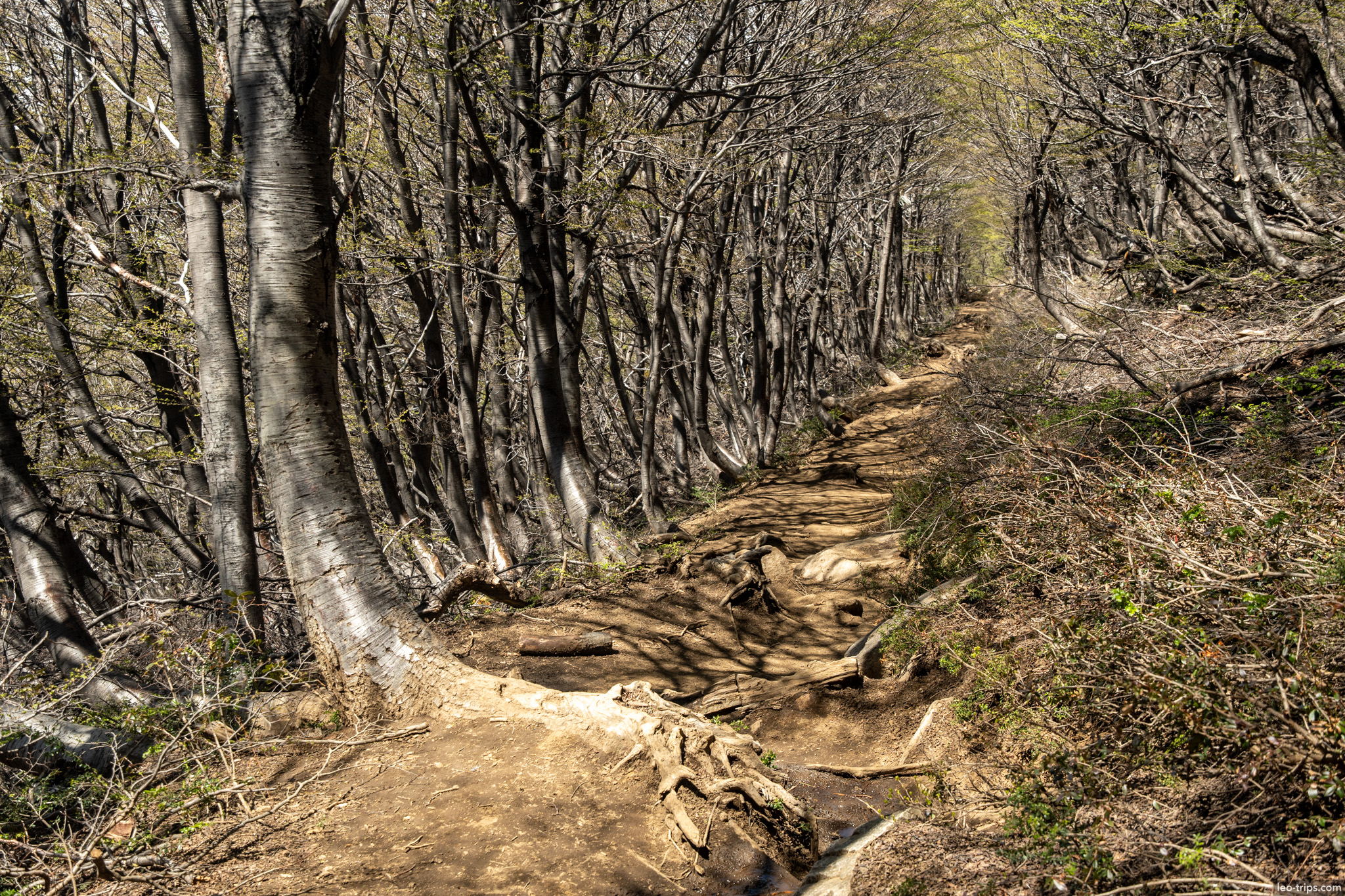 forest trail with tree roots frey refuge trail