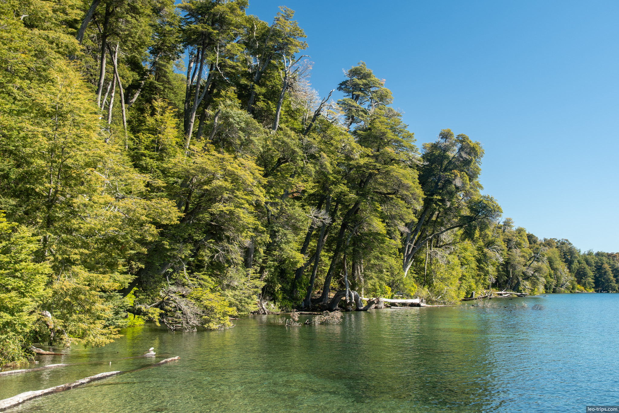 forested shoreline clear lake frey refuge trail