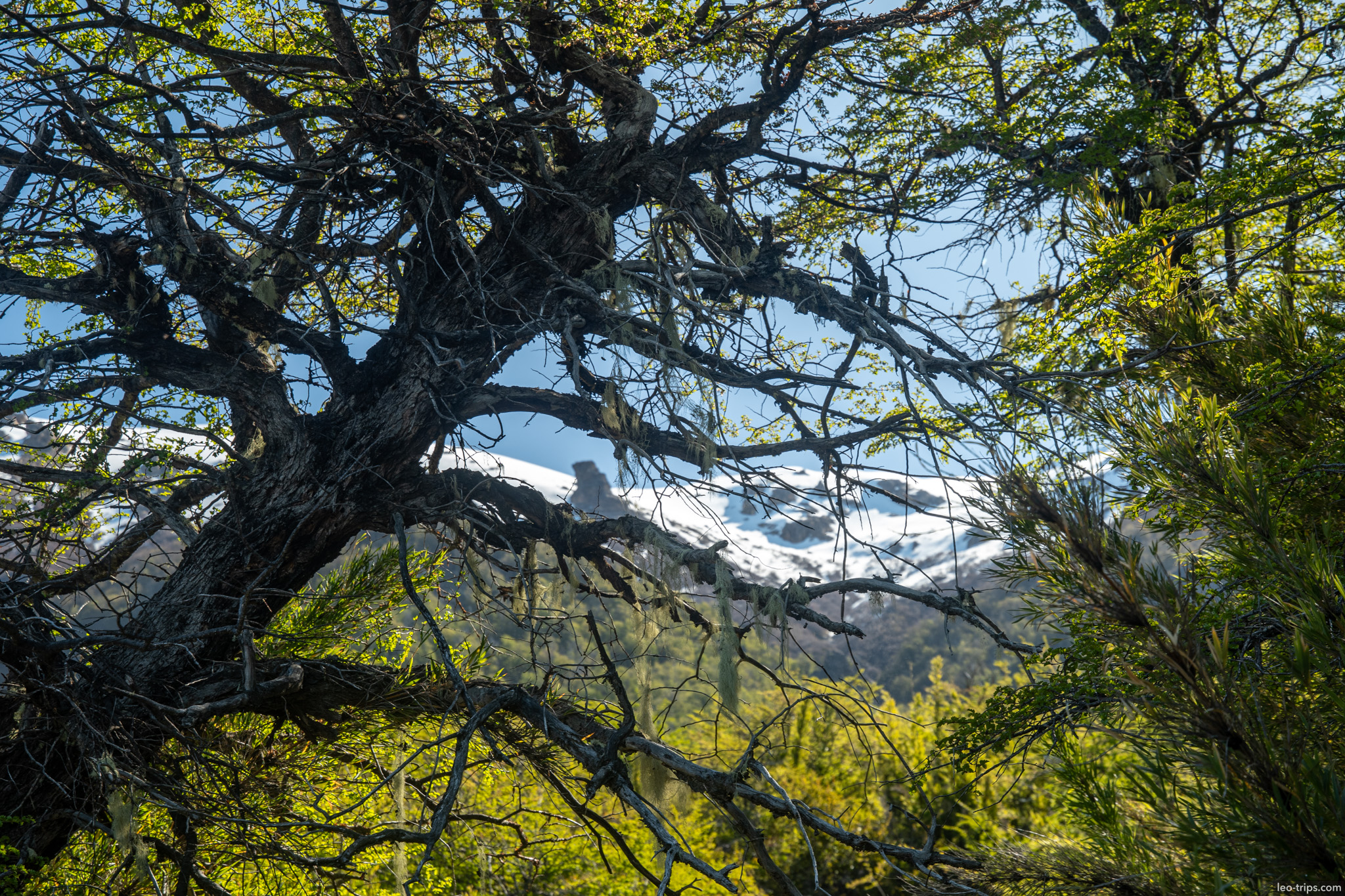 gnarled tree framing snowy peak frey refuge trail