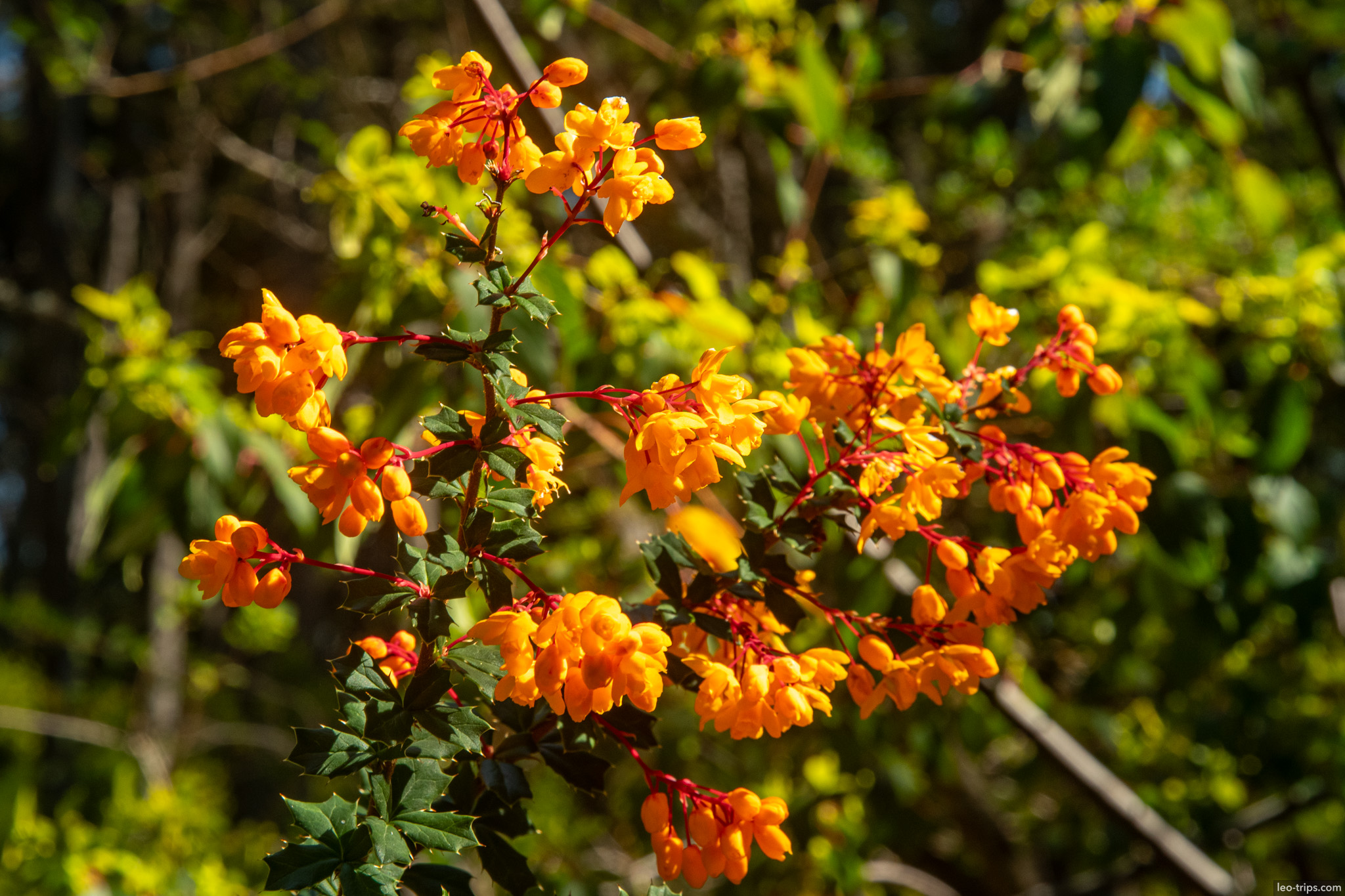 orange berberis flowers closeup frey refuge trail