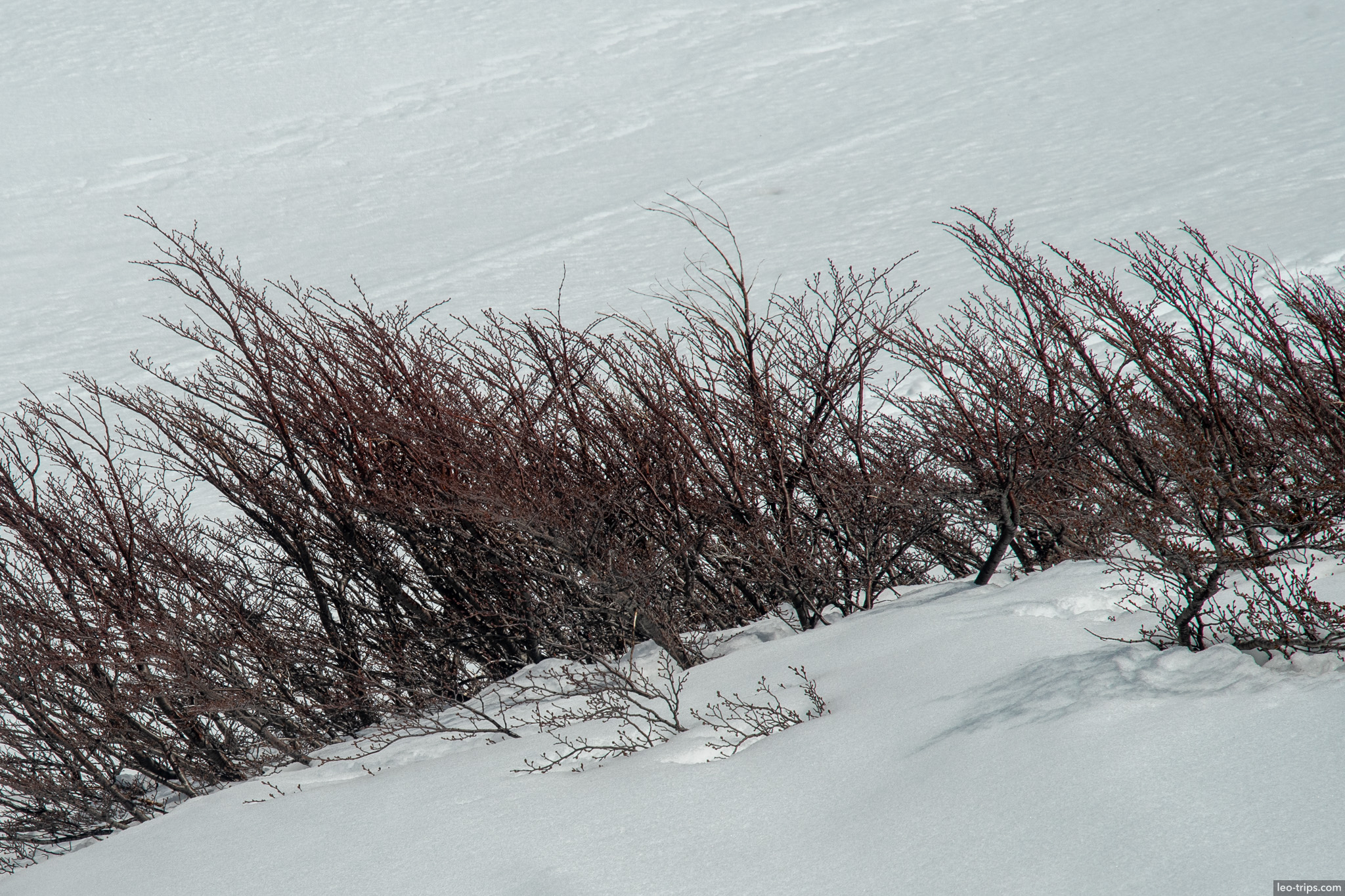 reddish shrubs on snowy slope frey refuge trail