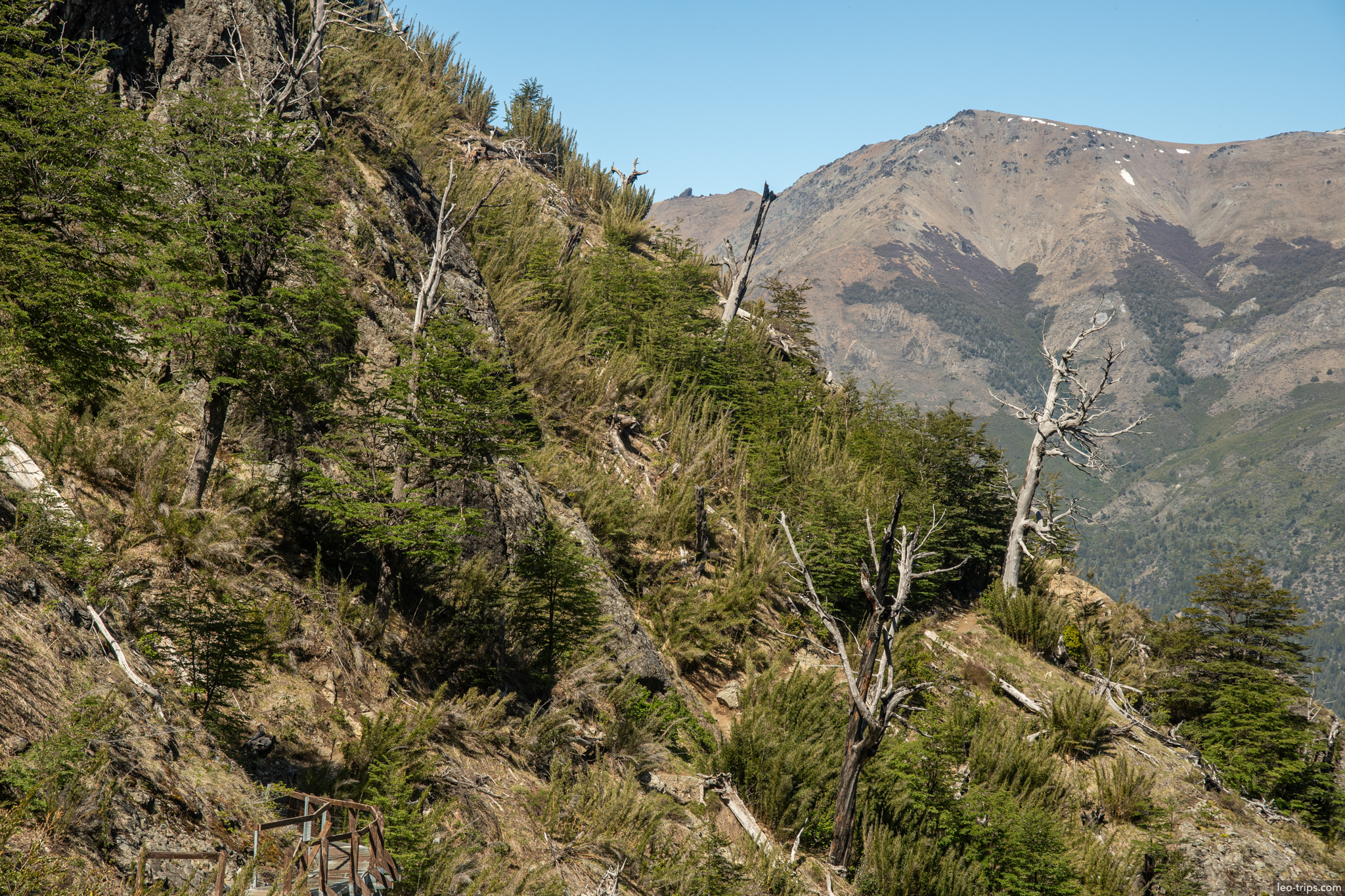 ridge trail with dead trees frey refuge trail