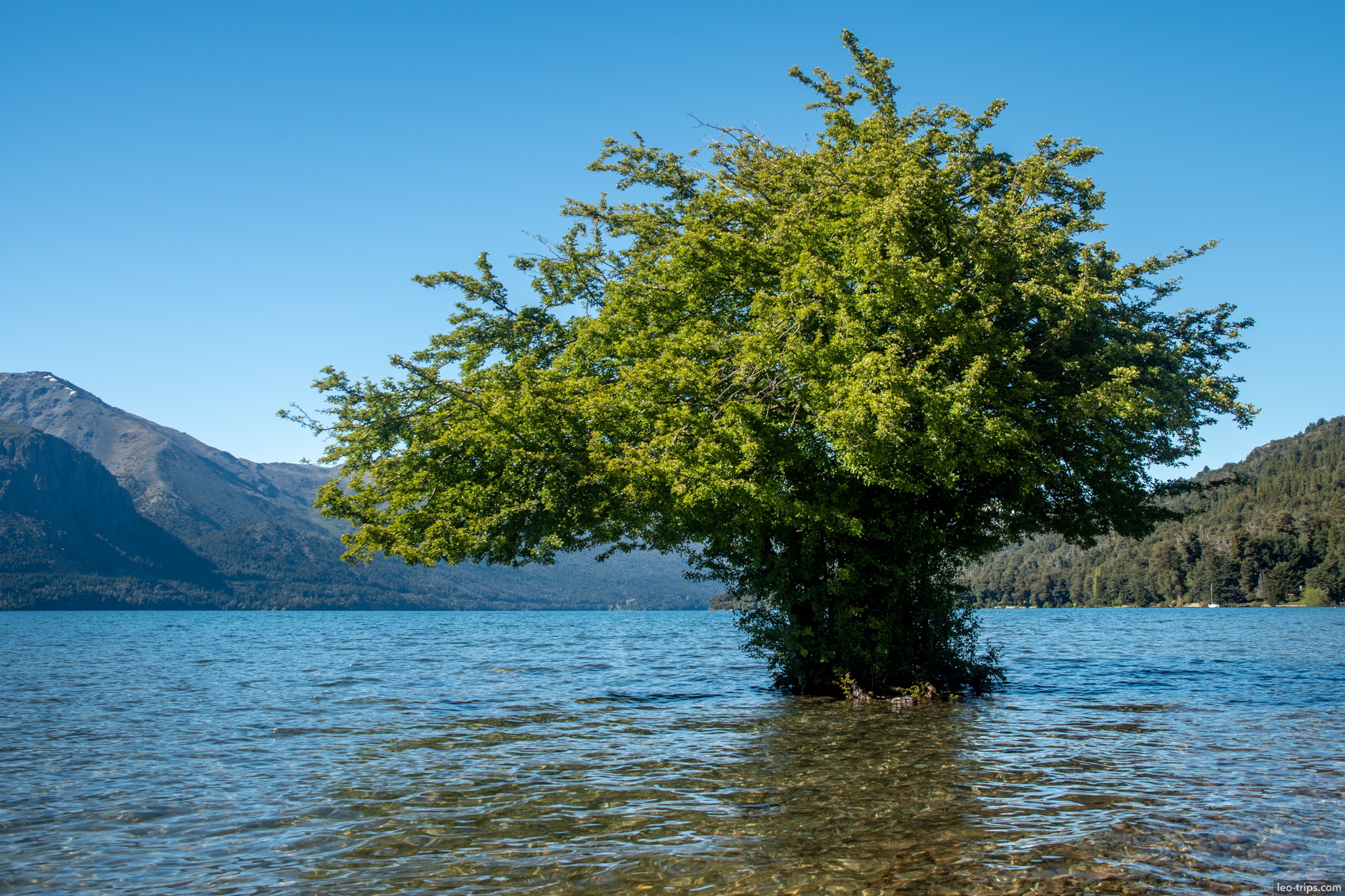 solitary tree growing in lake frey refuge trail