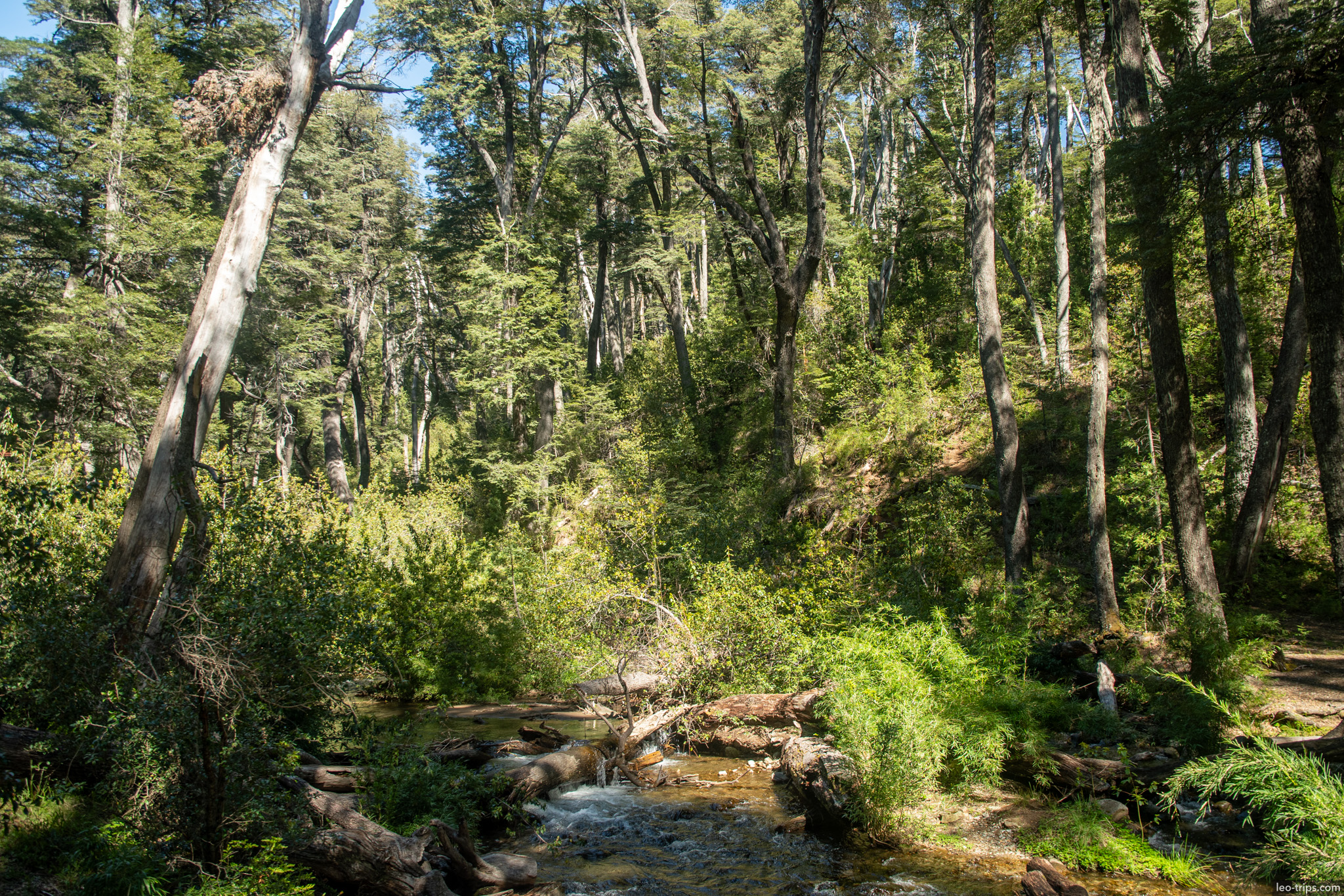 sunlit forest mountain stream frey refuge trail