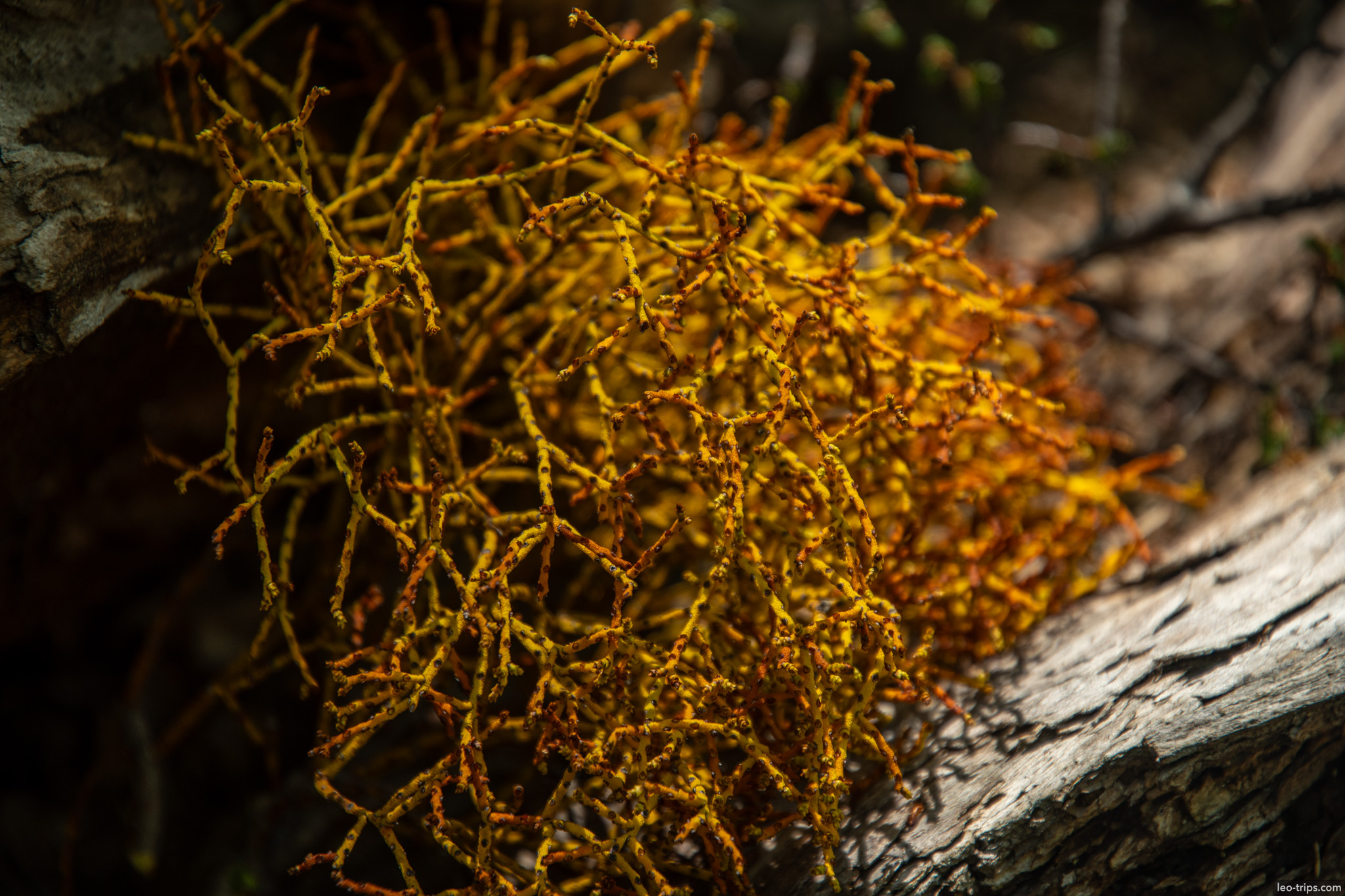yellow lichen on tree branch frey refuge trail