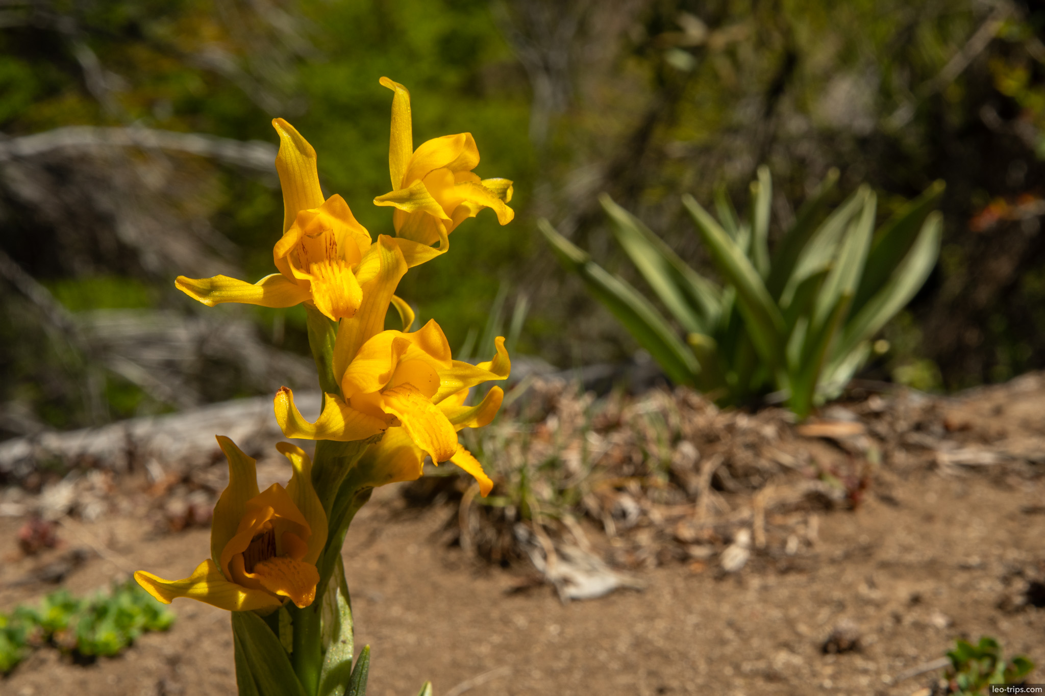 yellow wildflower closeup trailside frey refuge trail