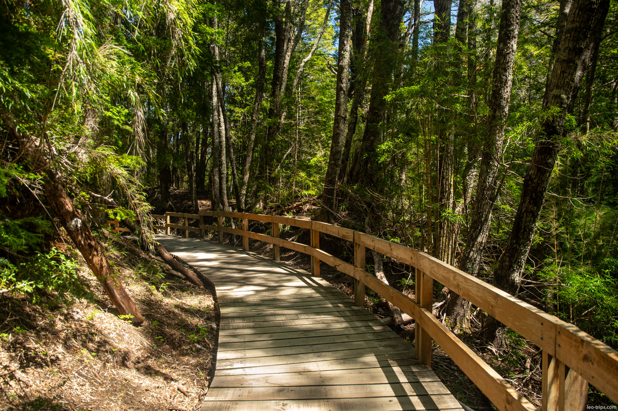 curved wooden boardwalk through forest puerto blest
