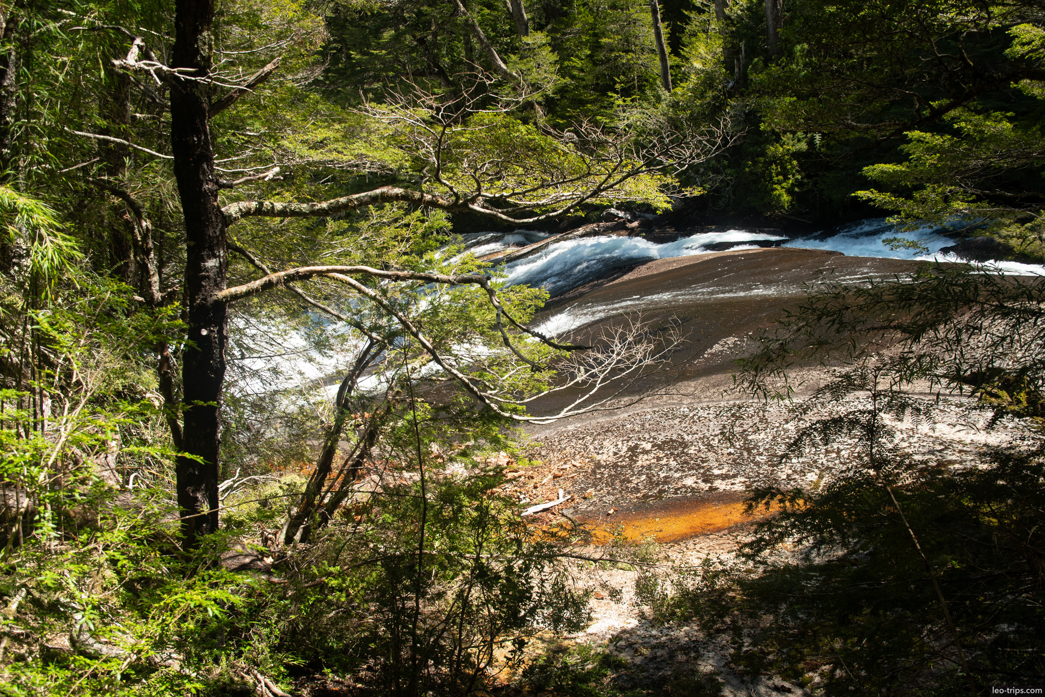 forest view of rushing river puerto blest