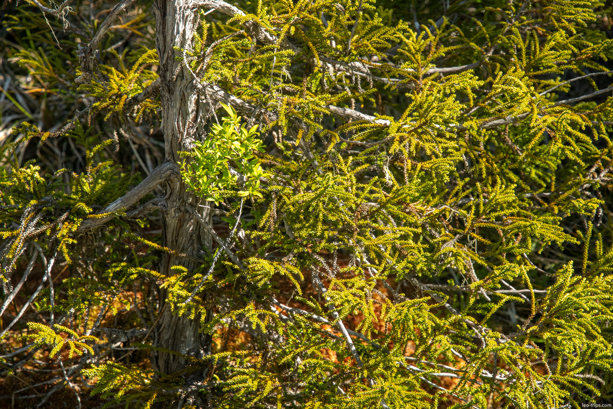 golden shrub branches closeup puerto blest