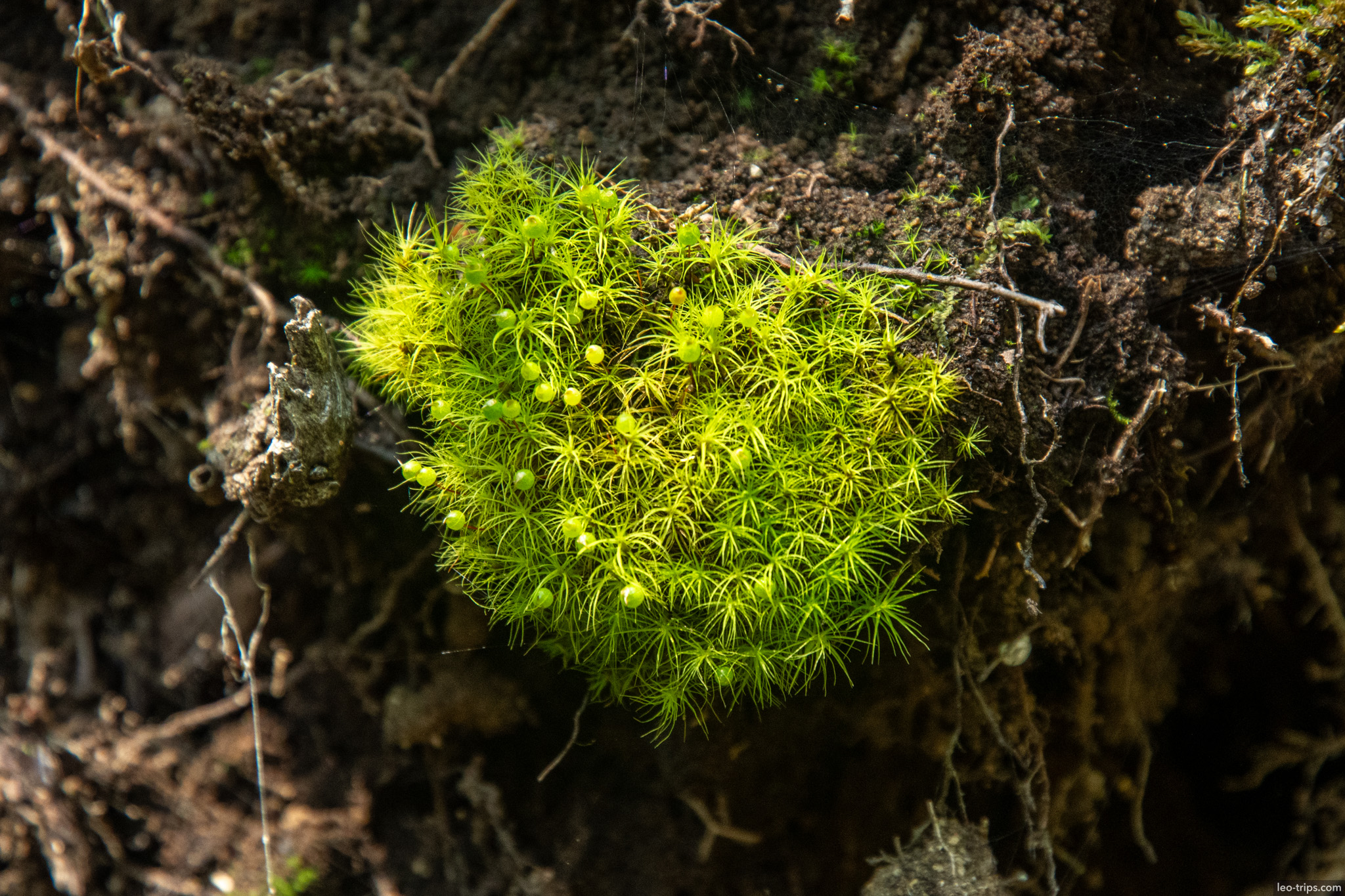 green moss cushion closeup puerto blest