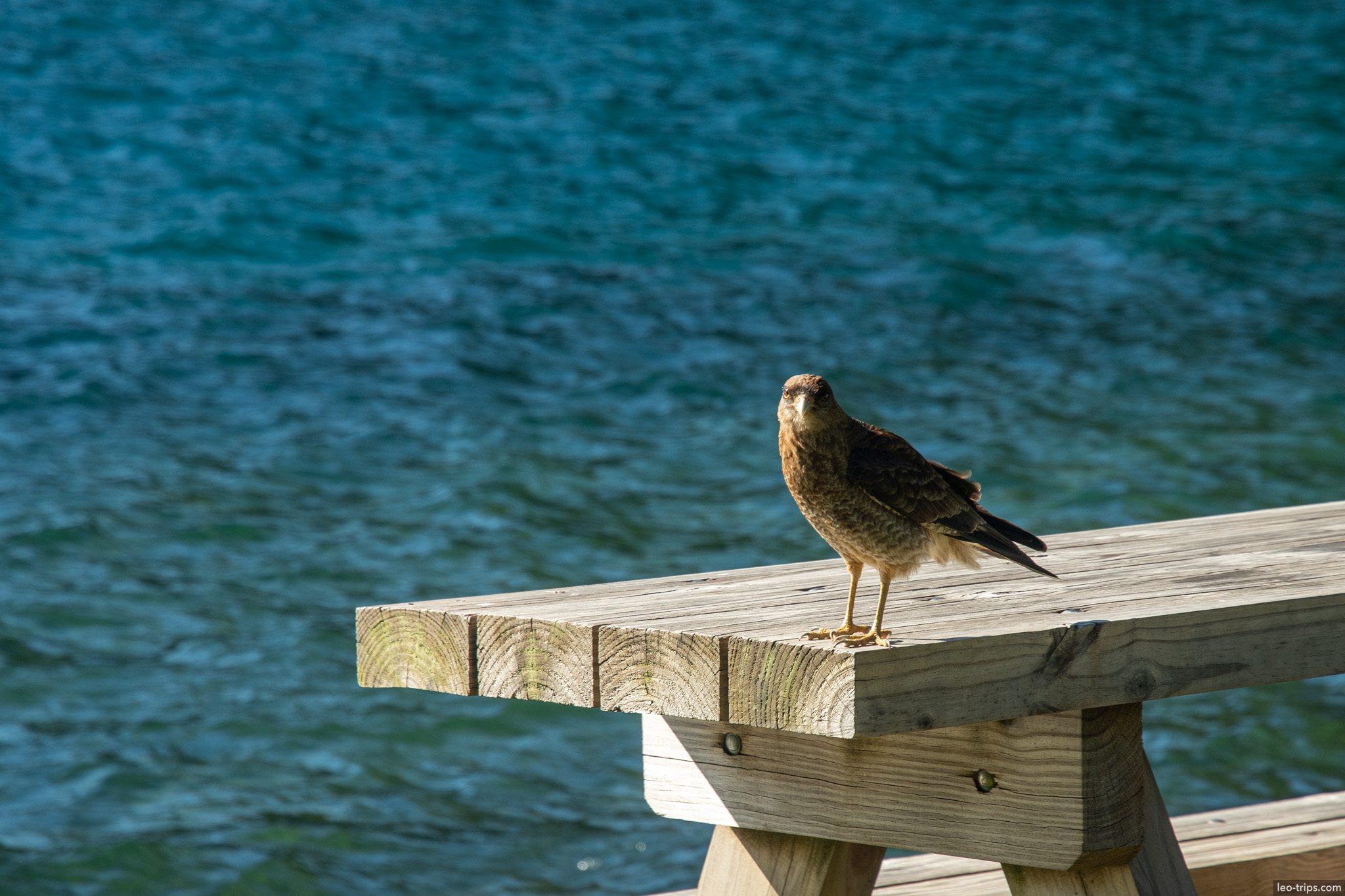 hawk perched on wooden dock puerto blest