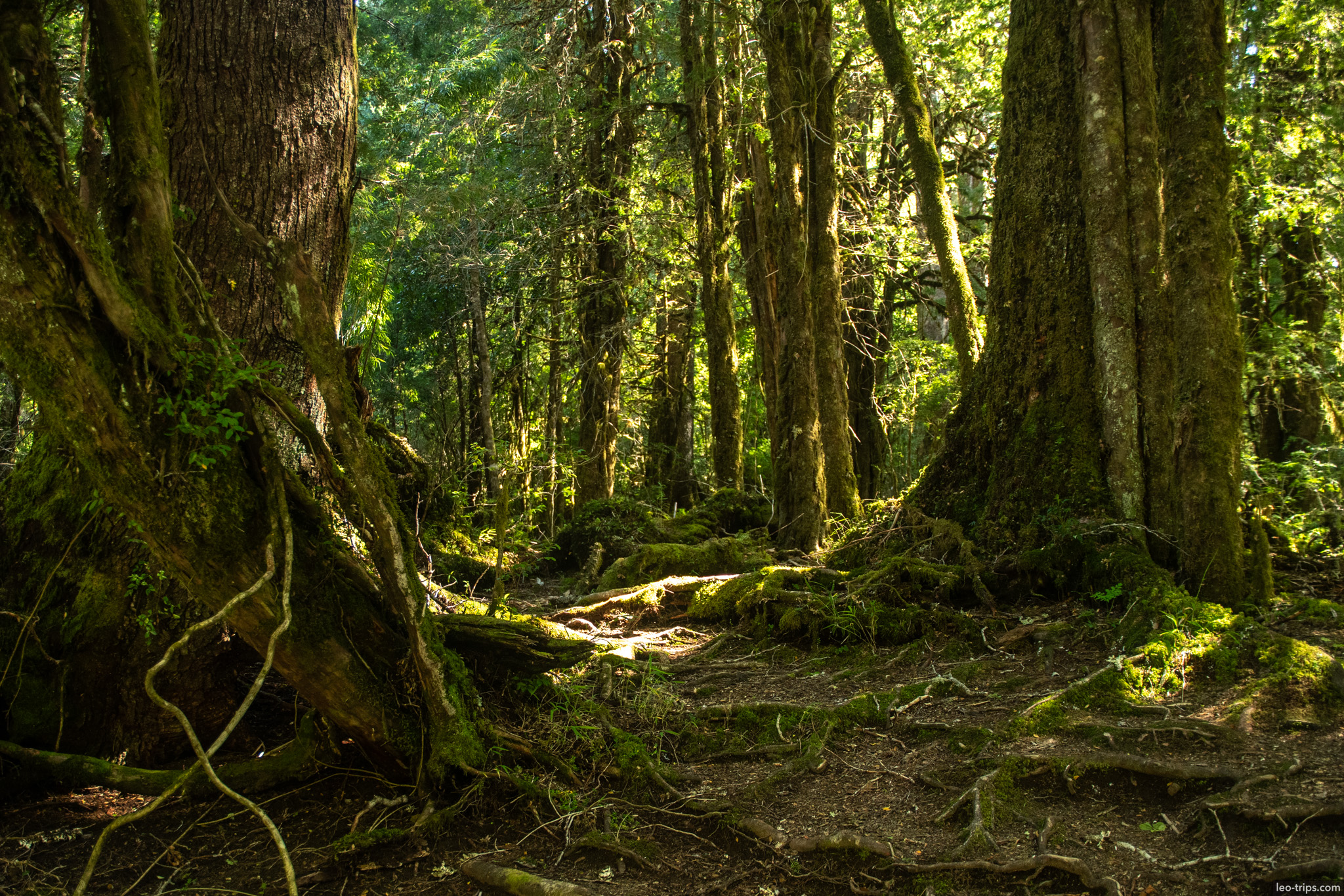 mossy tree roots in forest puerto blest