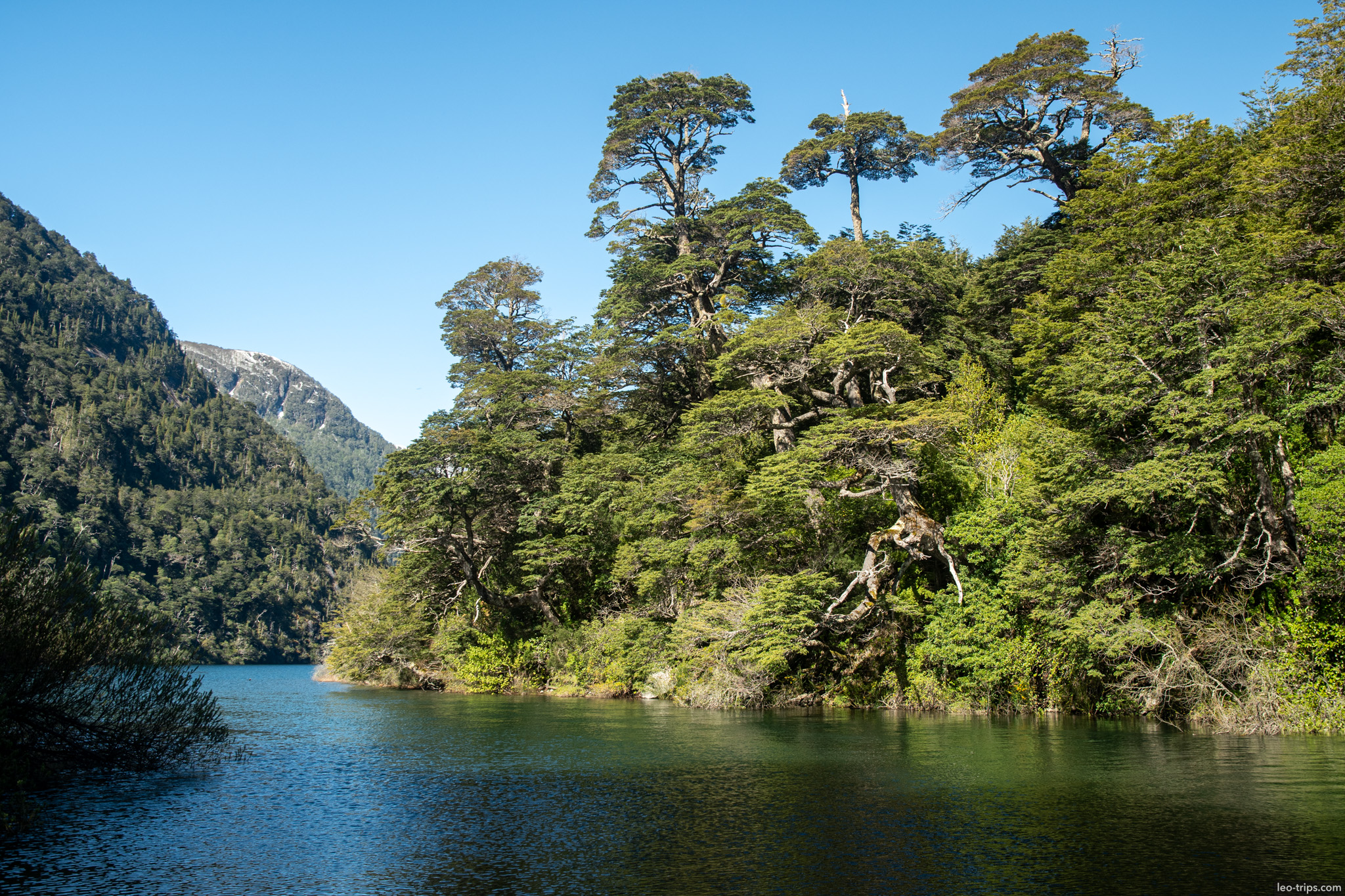 old trees lining narrow lake puerto blest
