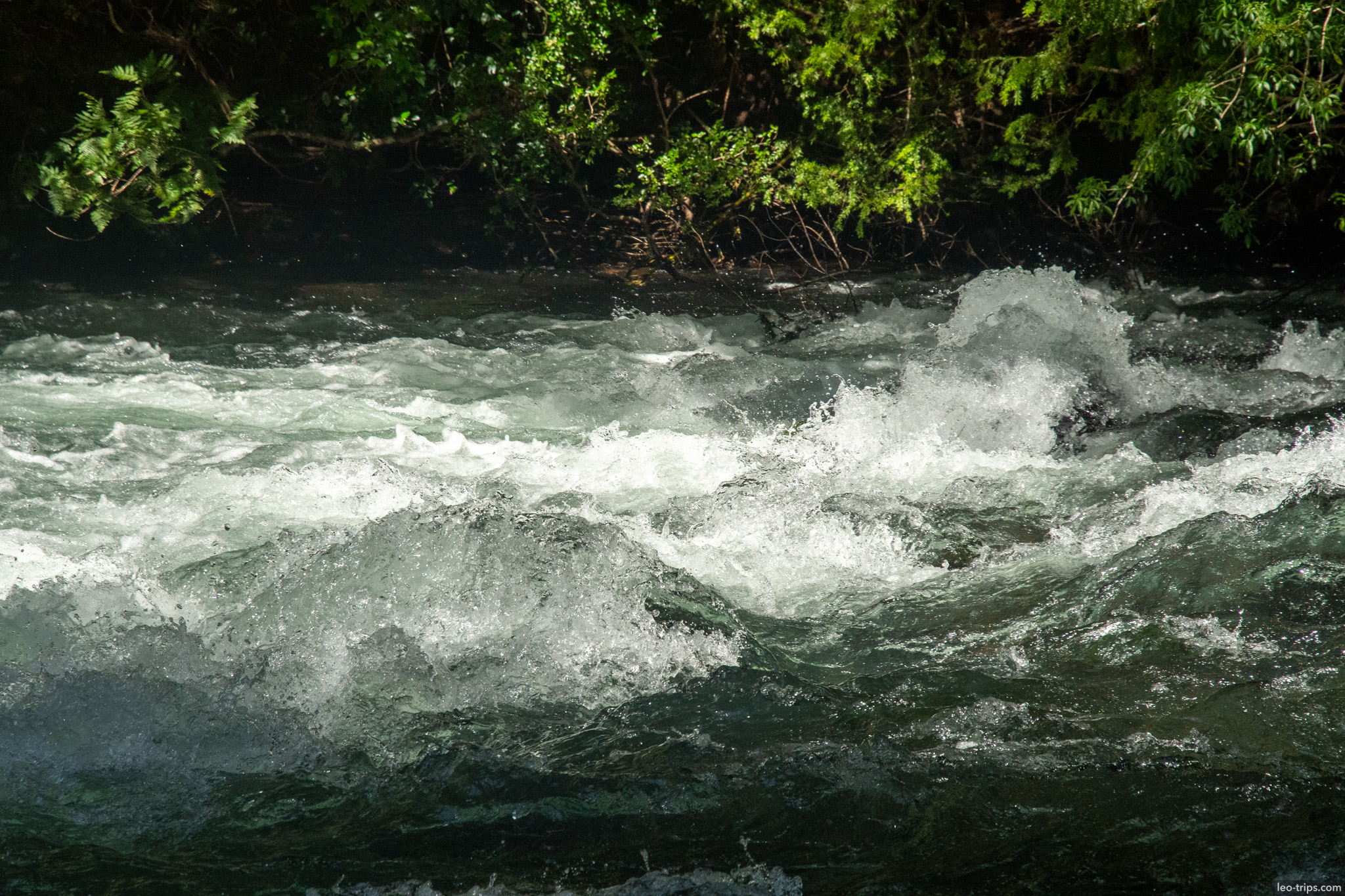 river rapids with forest backdrop puerto blest