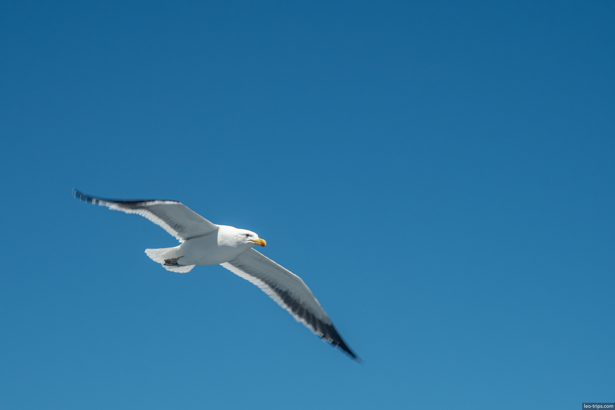 seagull flying against blue sky puerto blest
