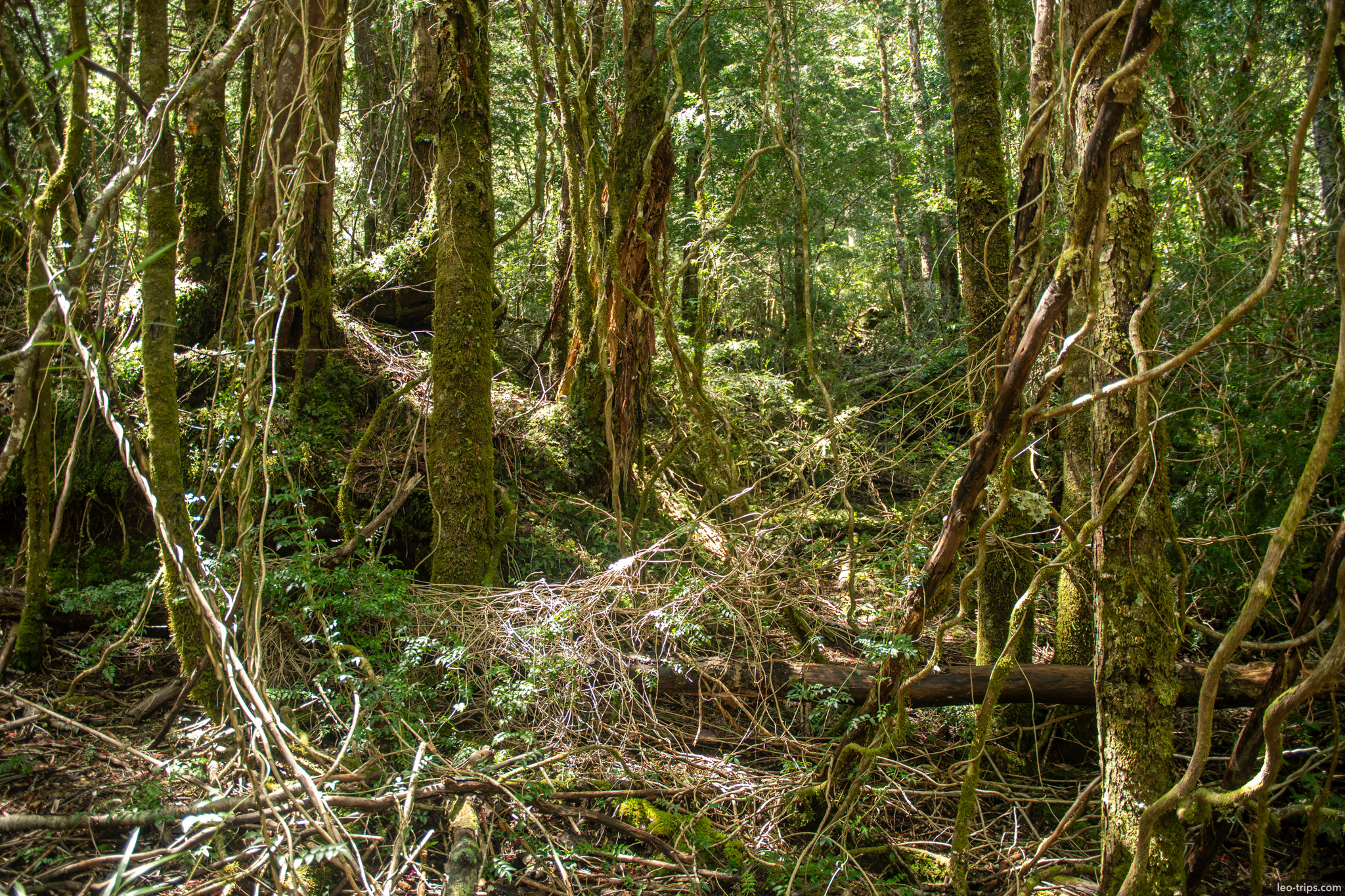 tangled vines in dense forest puerto blest