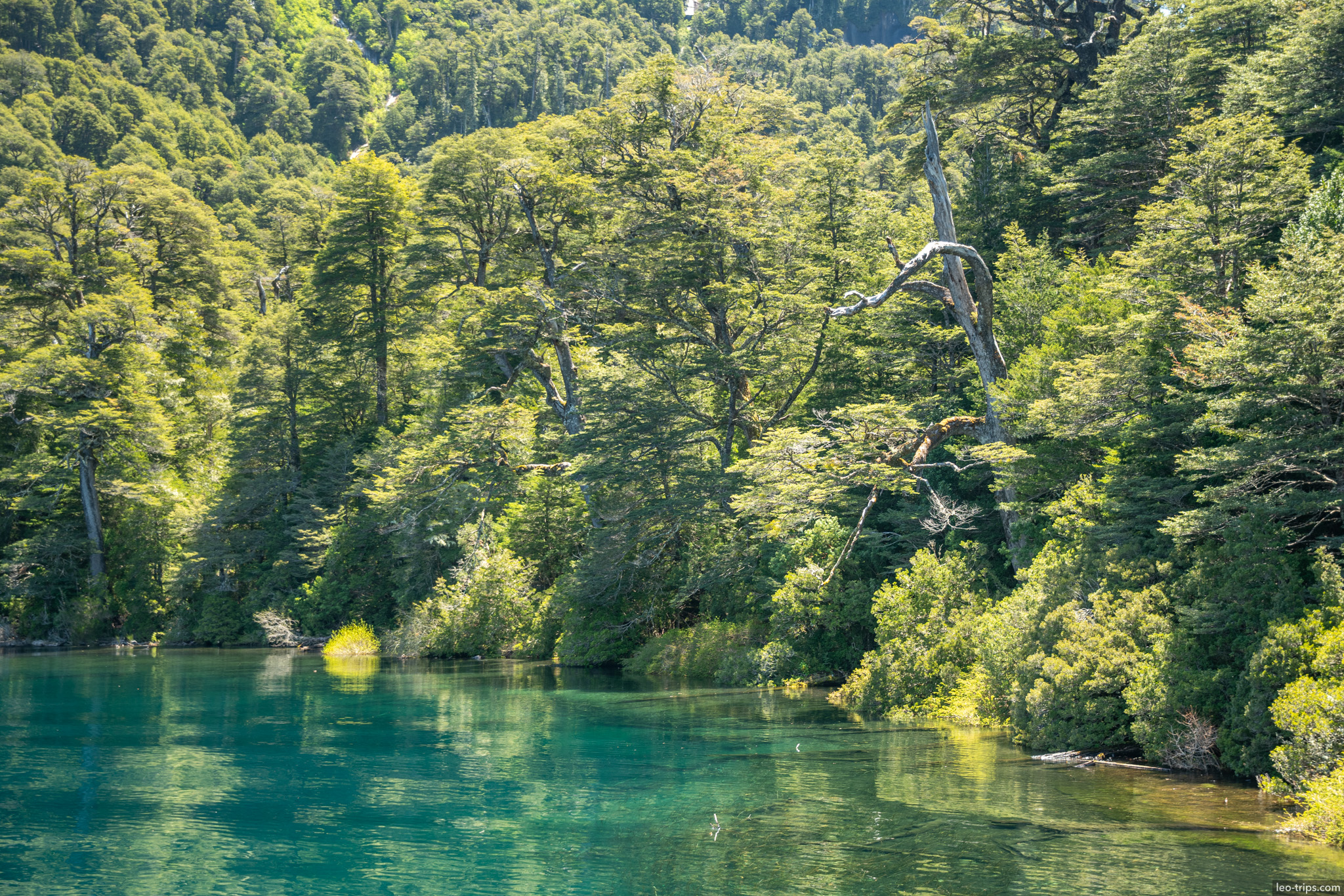 turquoise lake forest shoreline puerto blest
