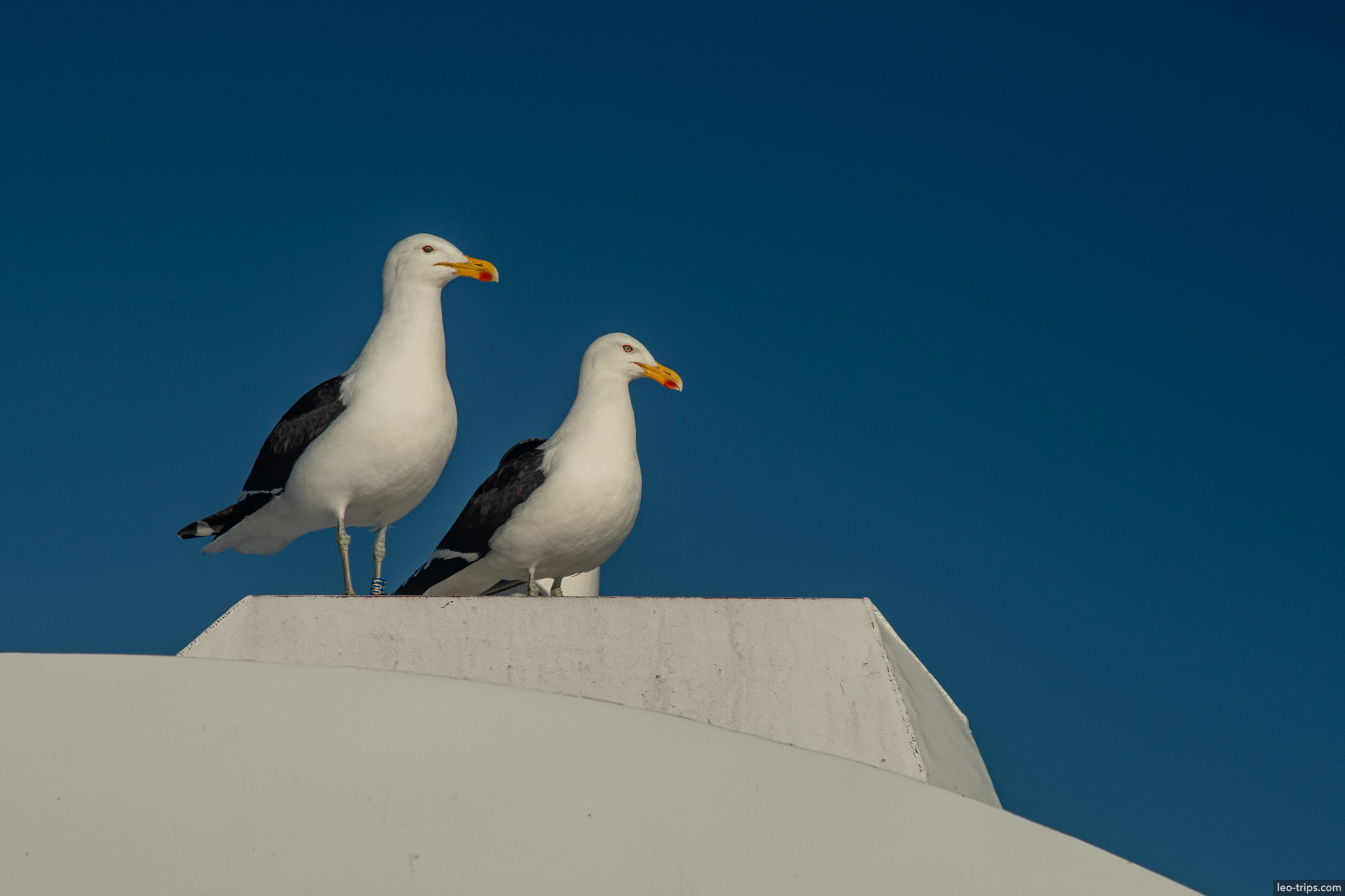 two seagulls on white rooftop puerto blest