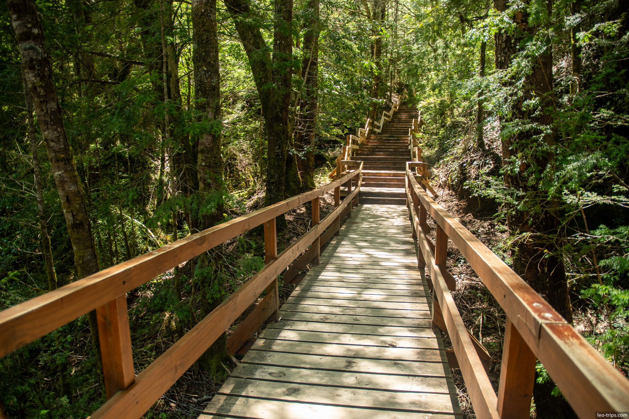 wooden boardwalk staircase through forest puerto blest
