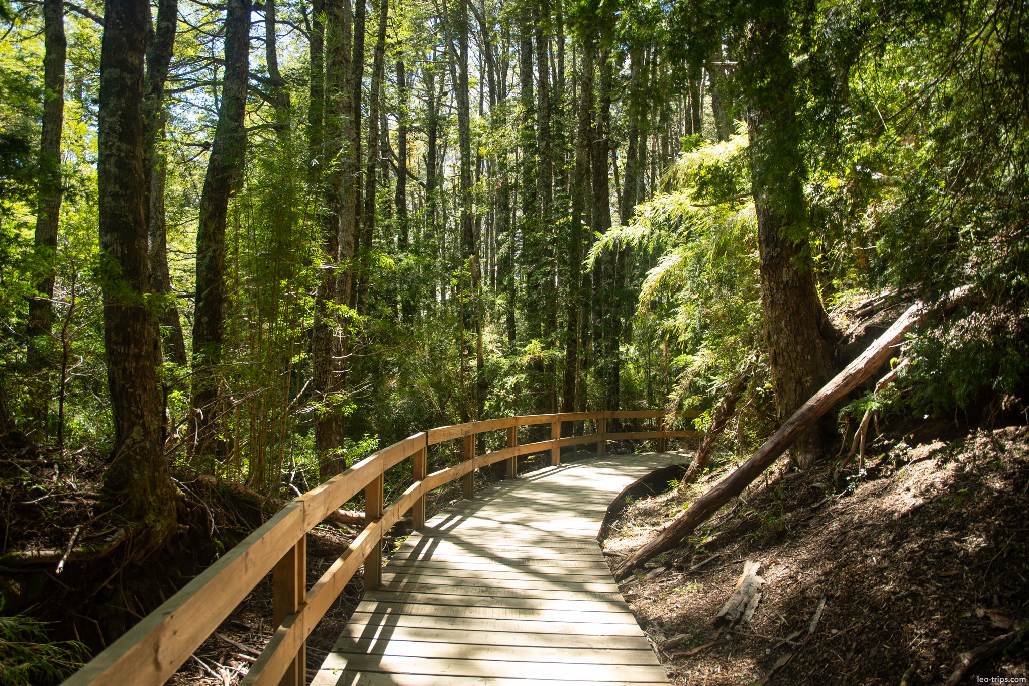 wooden boardwalk trail in woods puerto blest