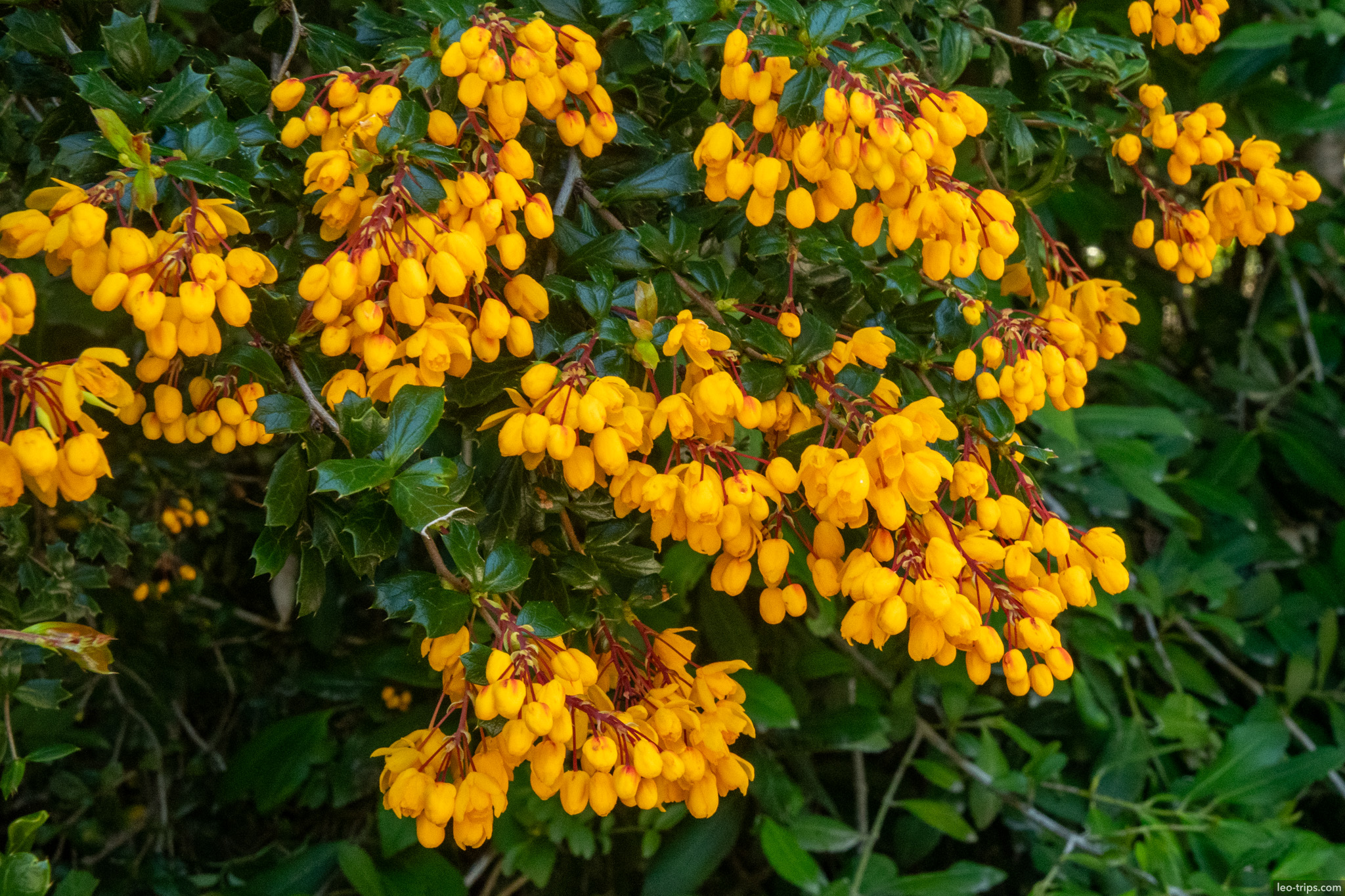 yellow berberis flowers closeup puerto blest