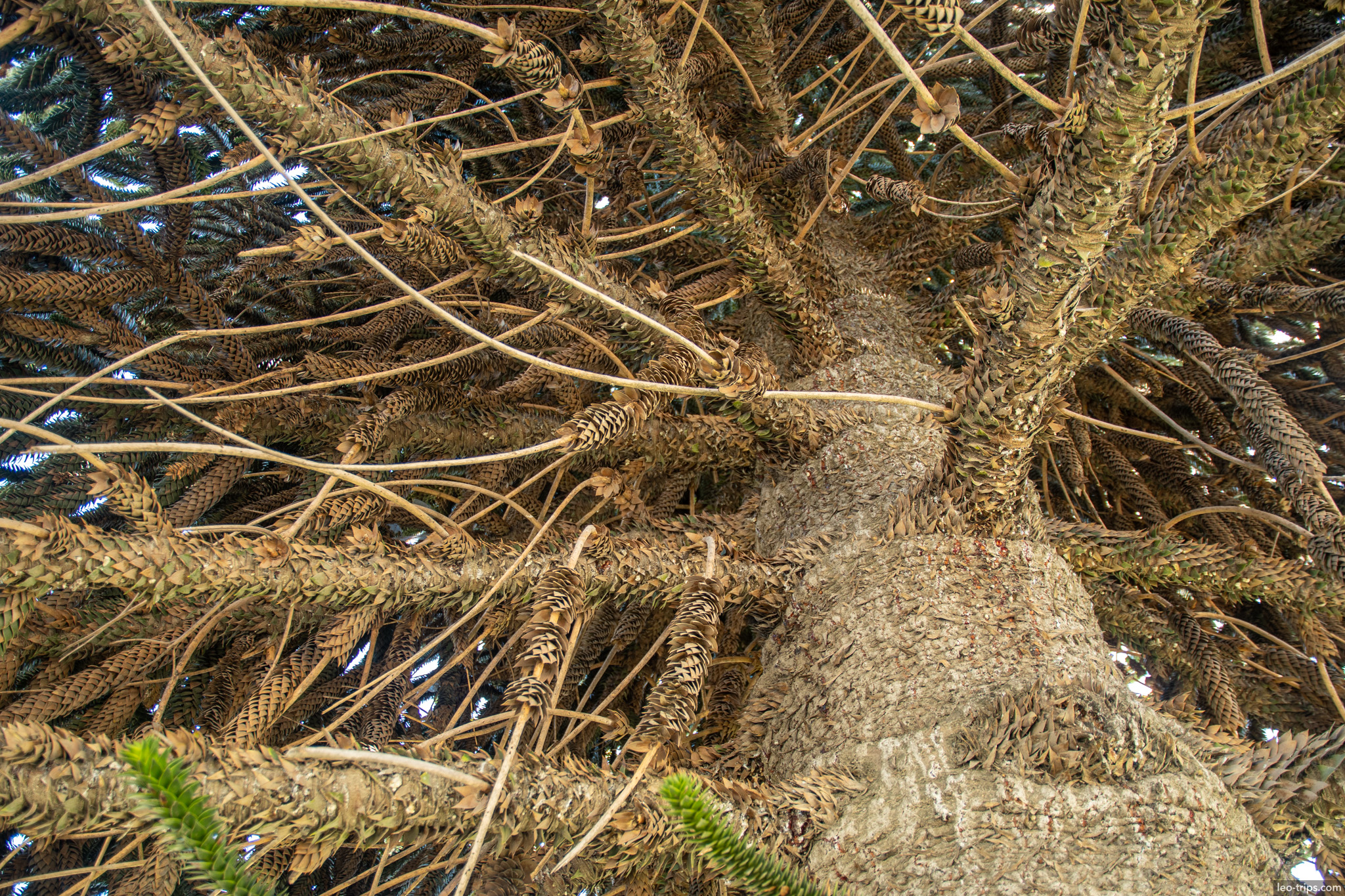 araucaria monkey puzzle tree canopy san carlos de bariloche