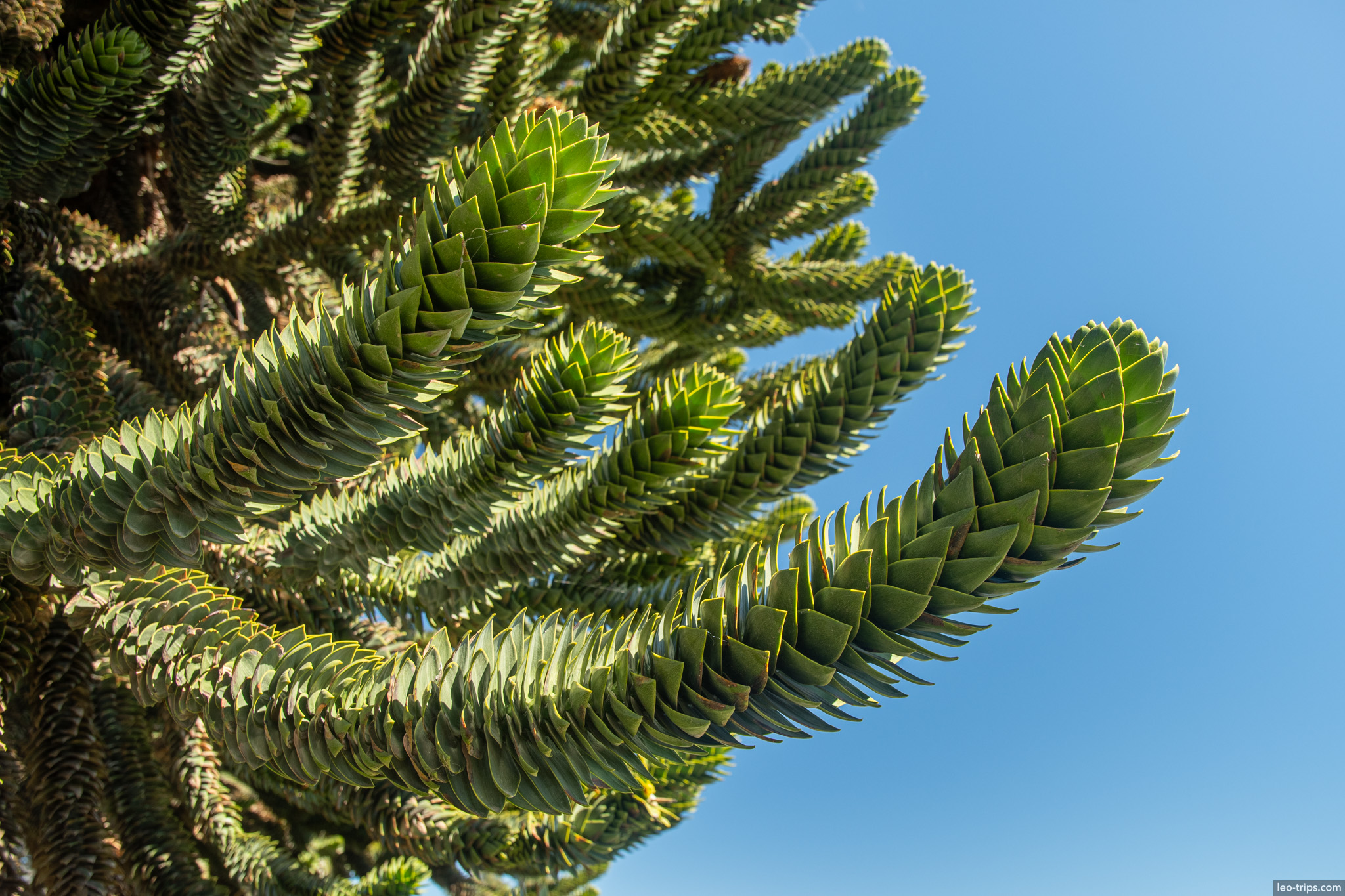 araucaria tree branch closeup san carlos de bariloche