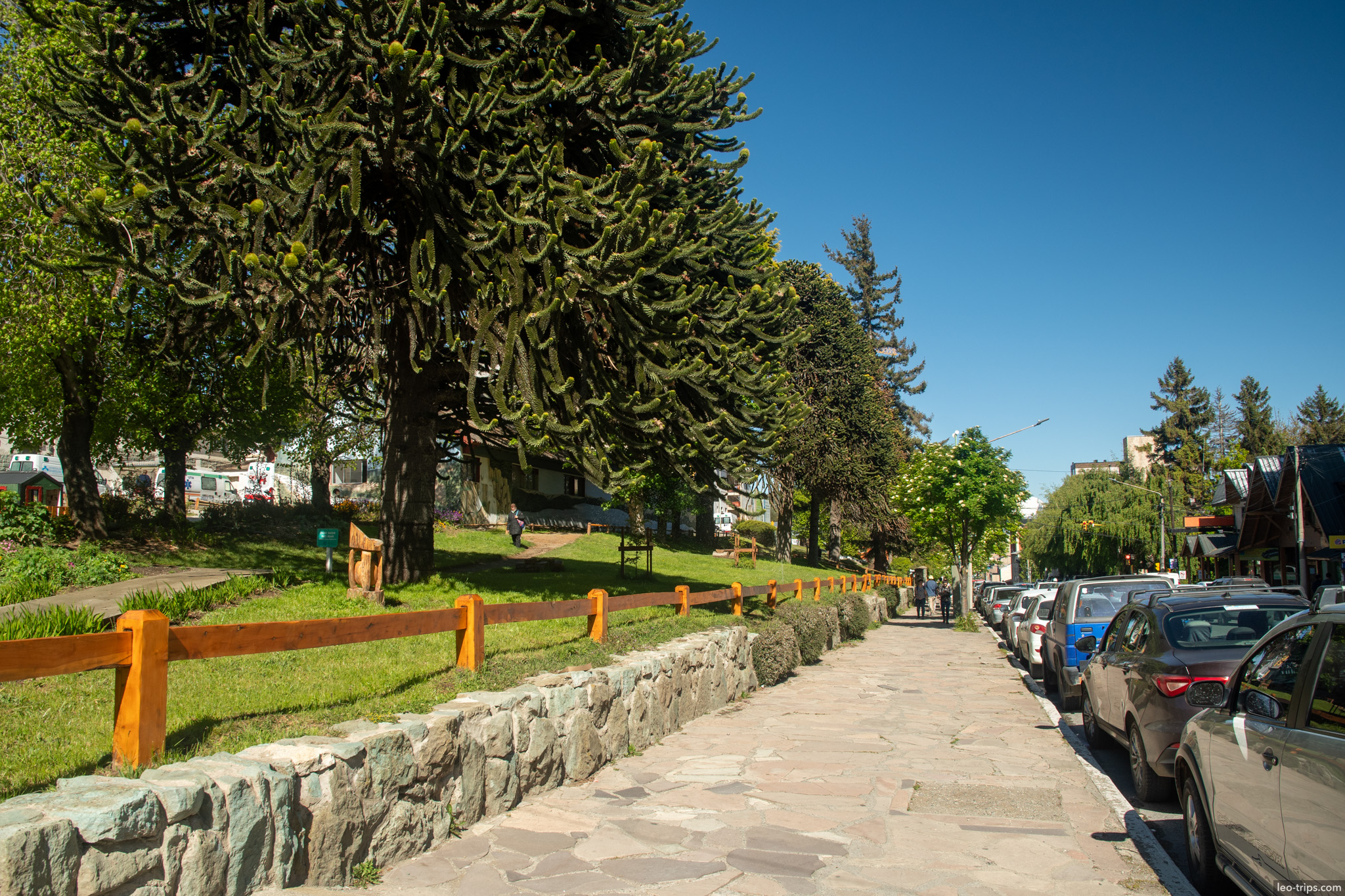 araucaria trees stone pathway san carlos de bariloche