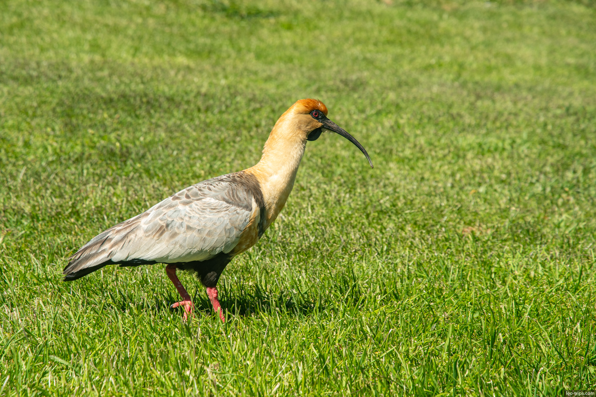 black faced ibis bird grass san carlos de bariloche