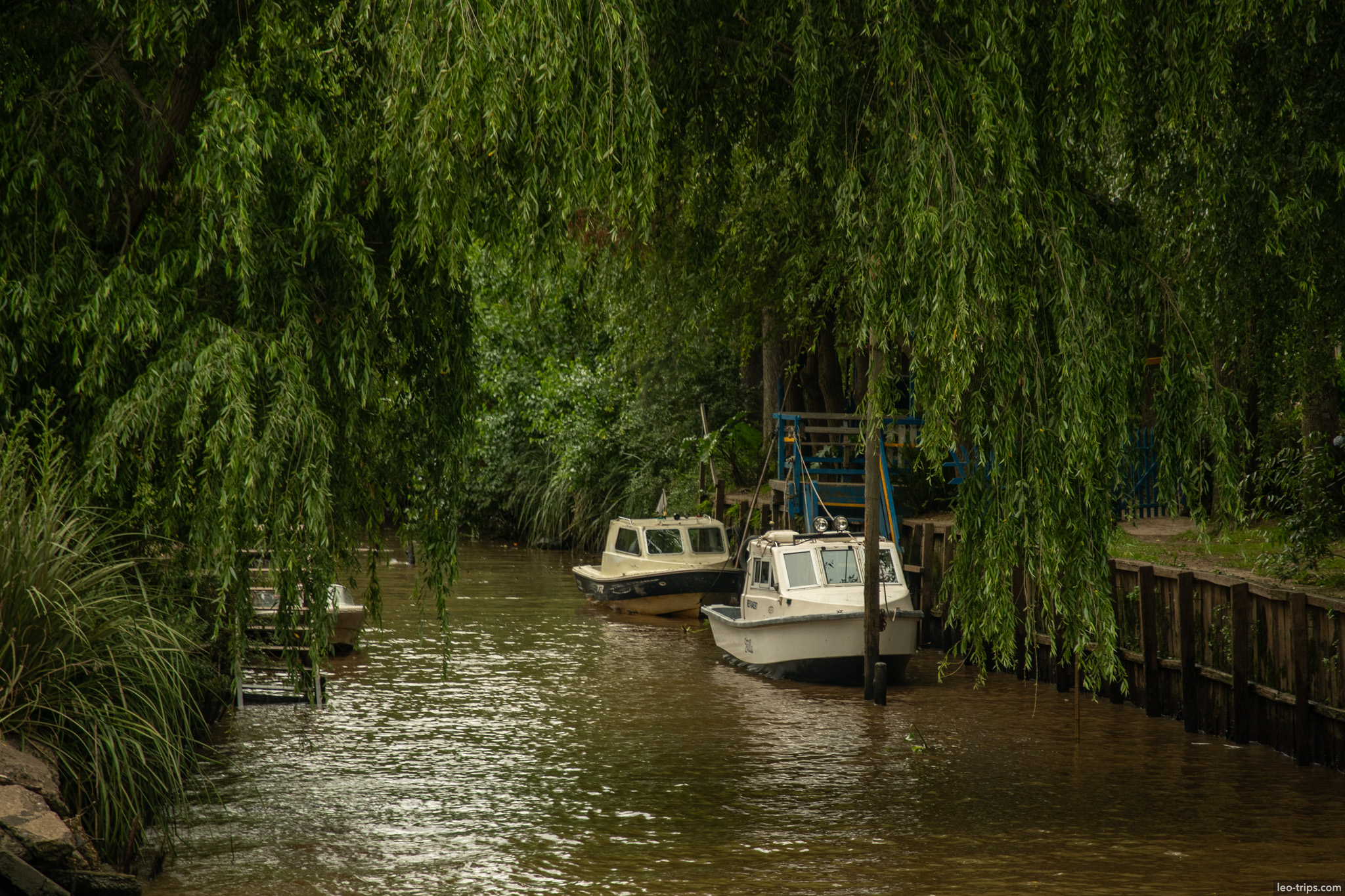 boats under weeping willow canal tigre