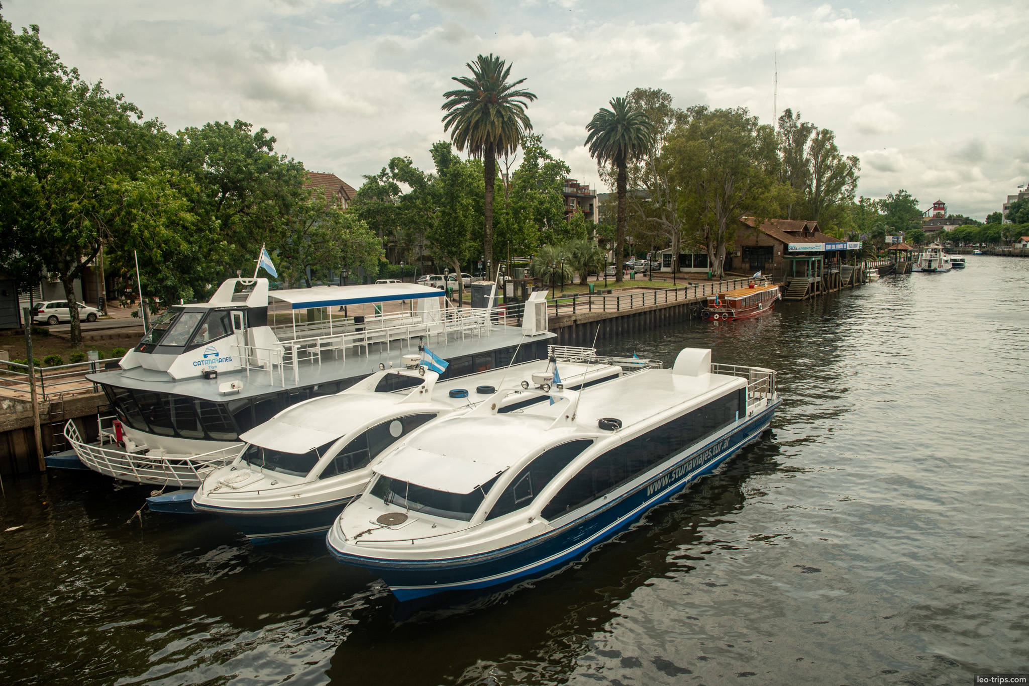 catamarans docked palm lined riverbank tigre