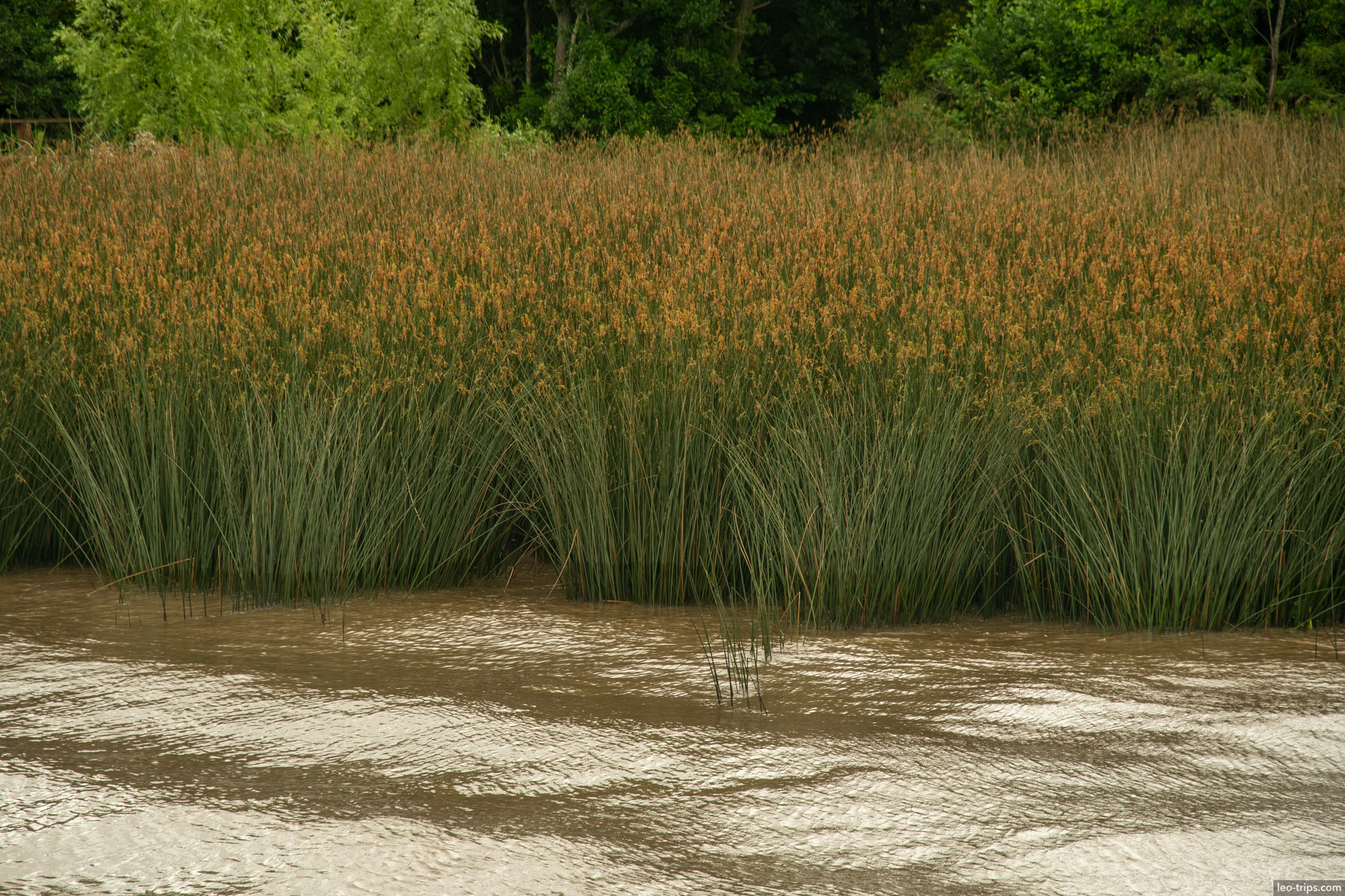 reeds marsh grass riverbank close up tigre